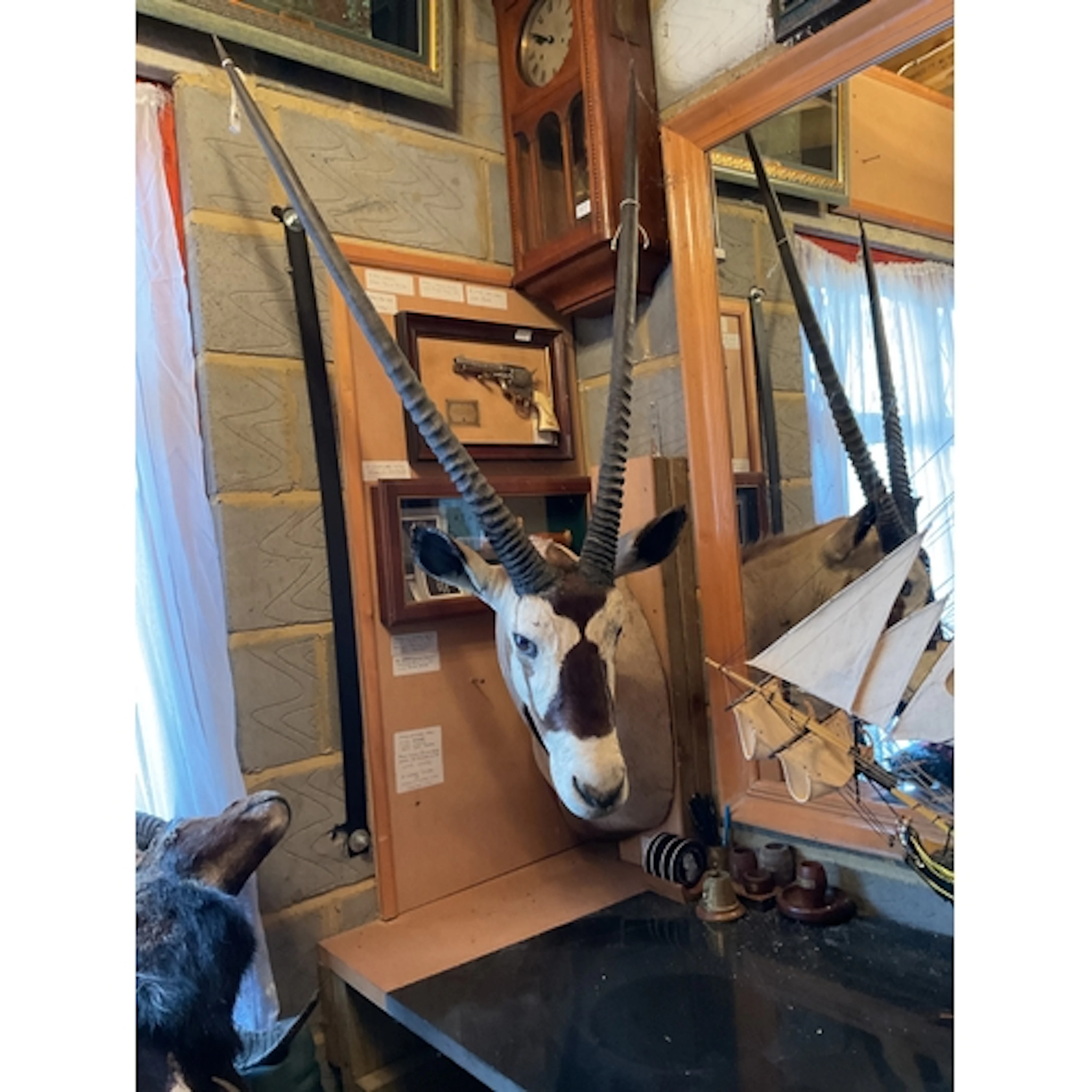 Taxidermy African Gemsbok.