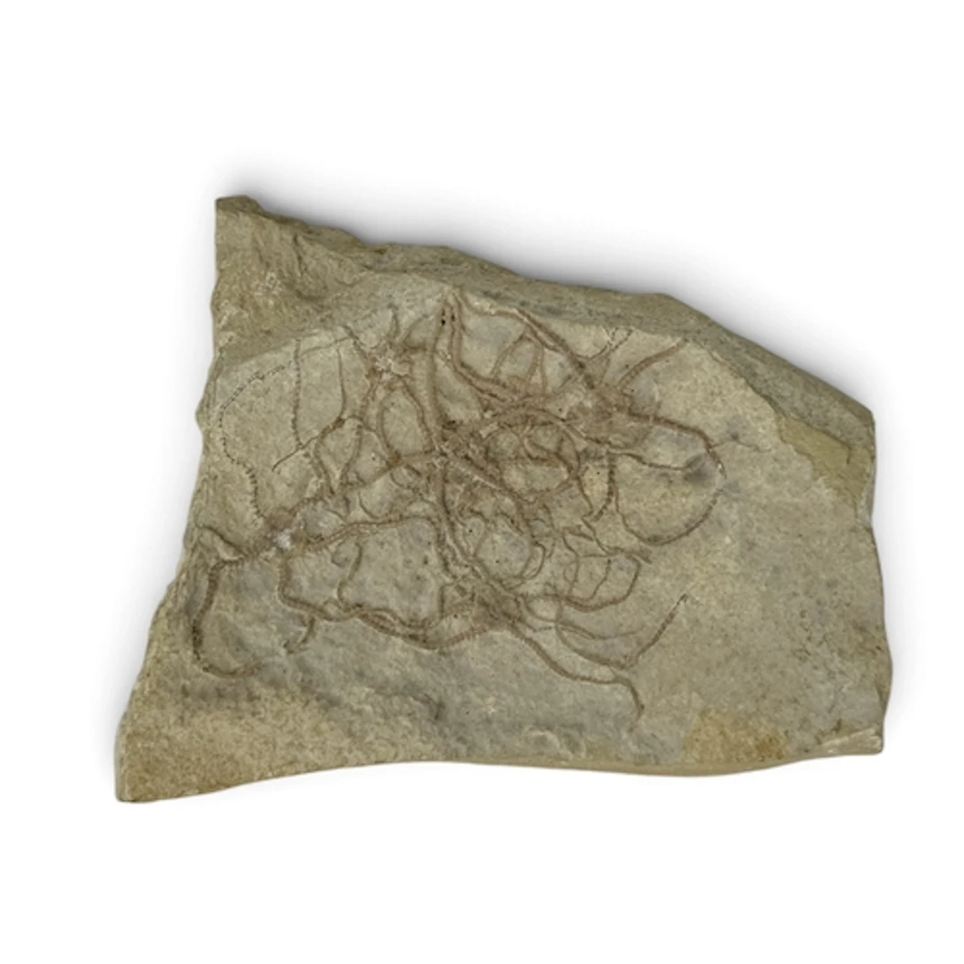FOSSIL BRITTESTAR MASS MORTALITY