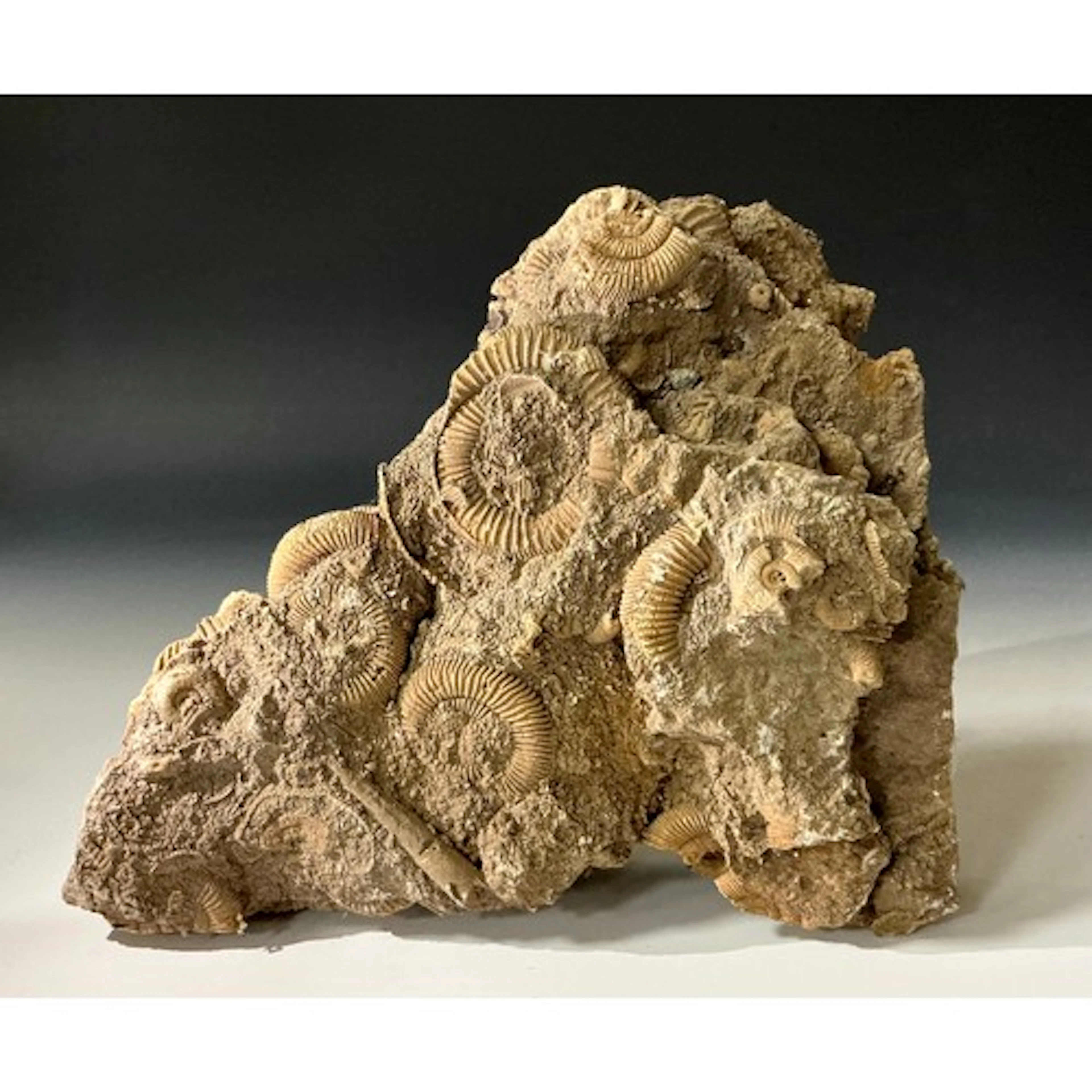 A Lower Jurassic period Dactilioceras Ammonite cluster, Scha...