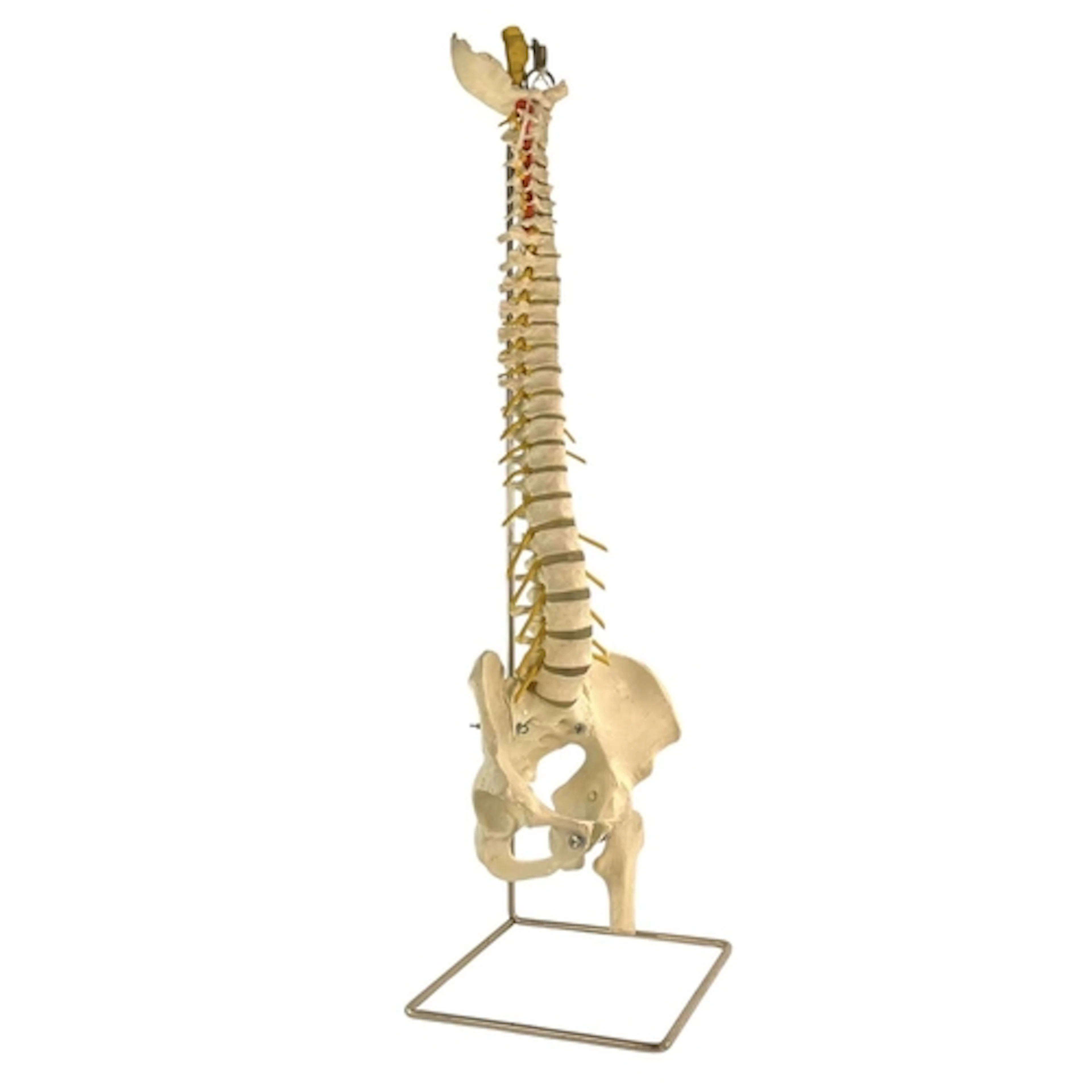 Anatomical Science - a later 20th century medical teaching a...