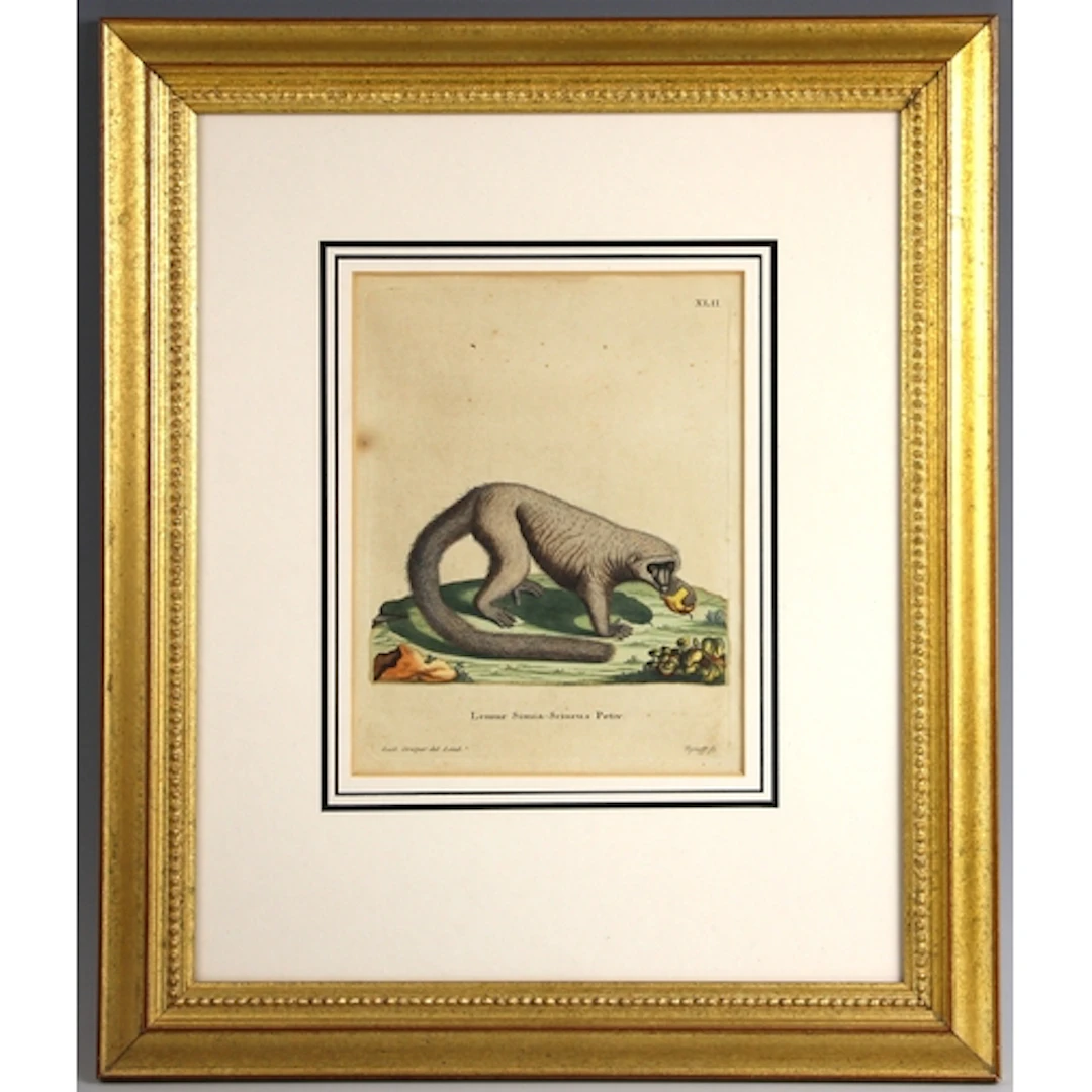 After William Cowper (British, 1666–1709), 'Simia-Sciurus ...
