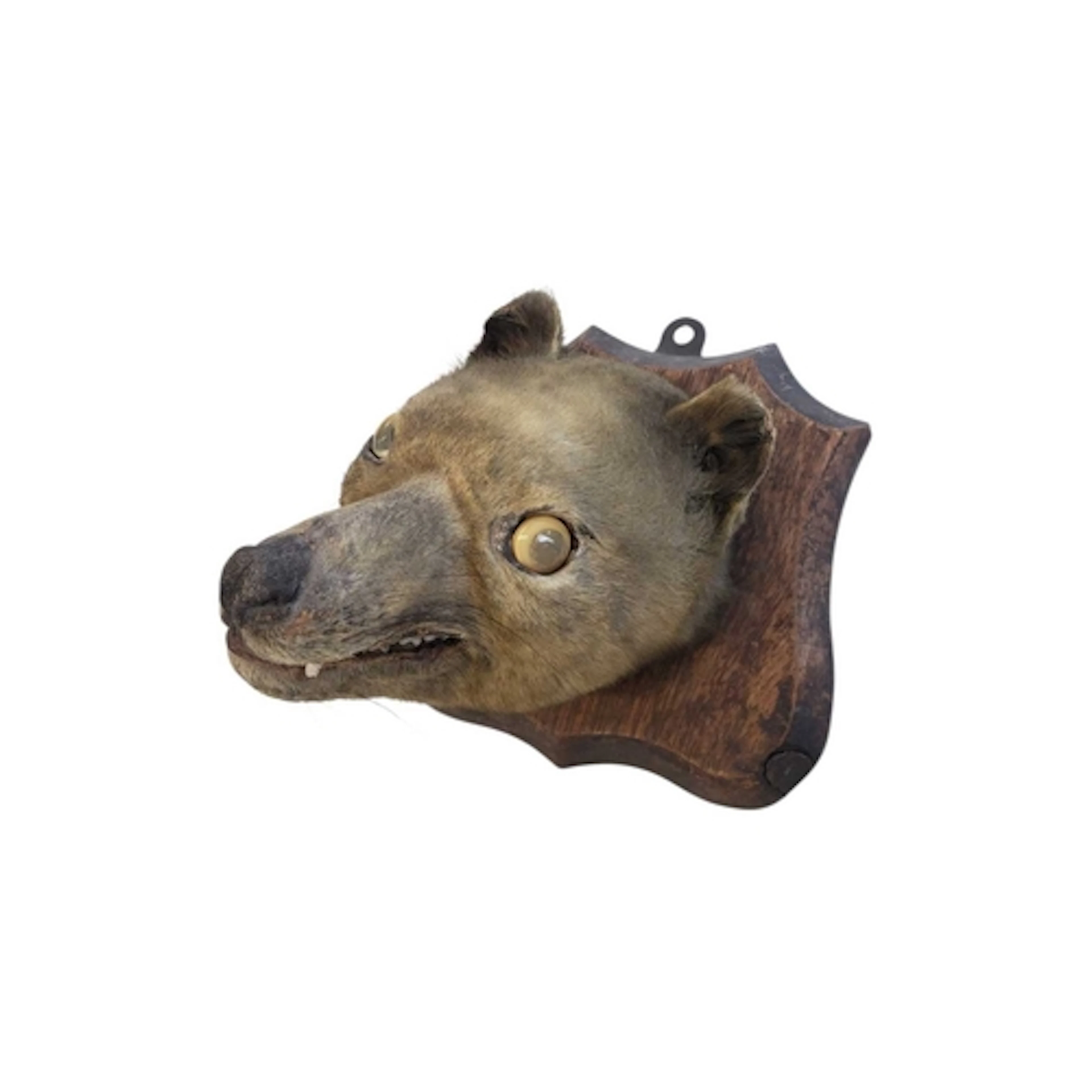 20th century vintage taxidermy fox mask mounted on a wooden ...