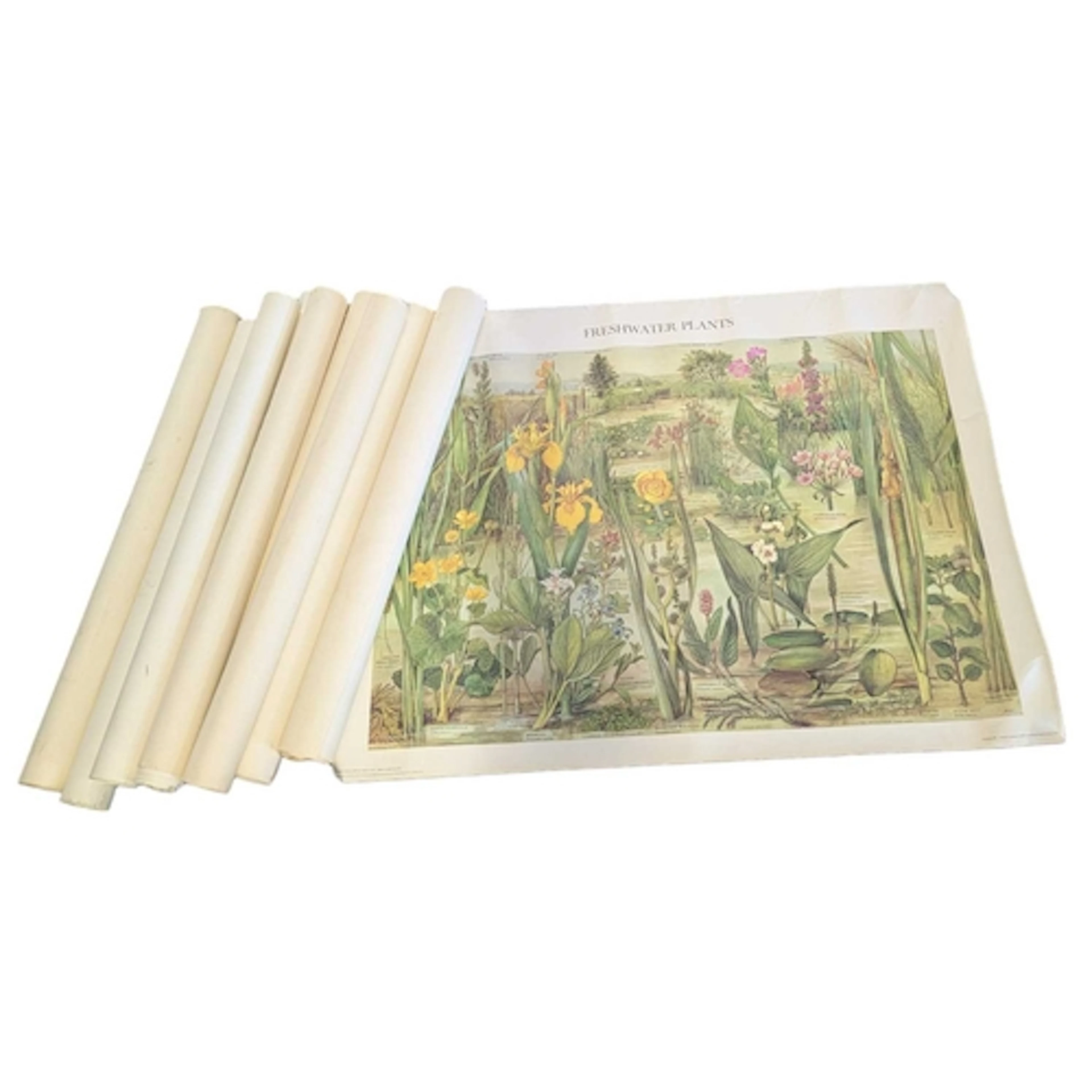 Collection of 1970s schoolroom educational natural world pos...