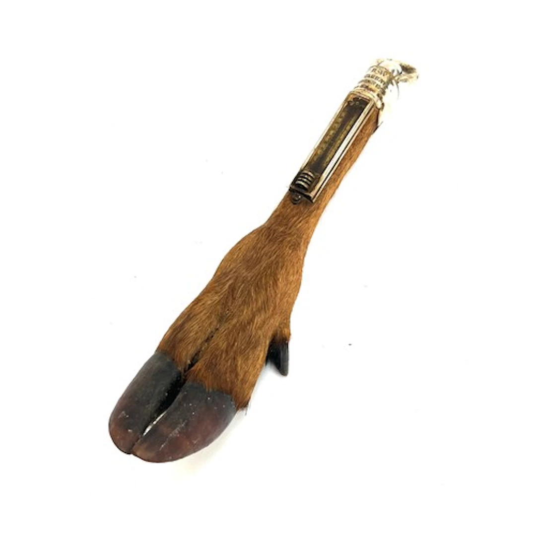 Taxidermy interest: A late Victorian Rowland Ward & Co. whit...