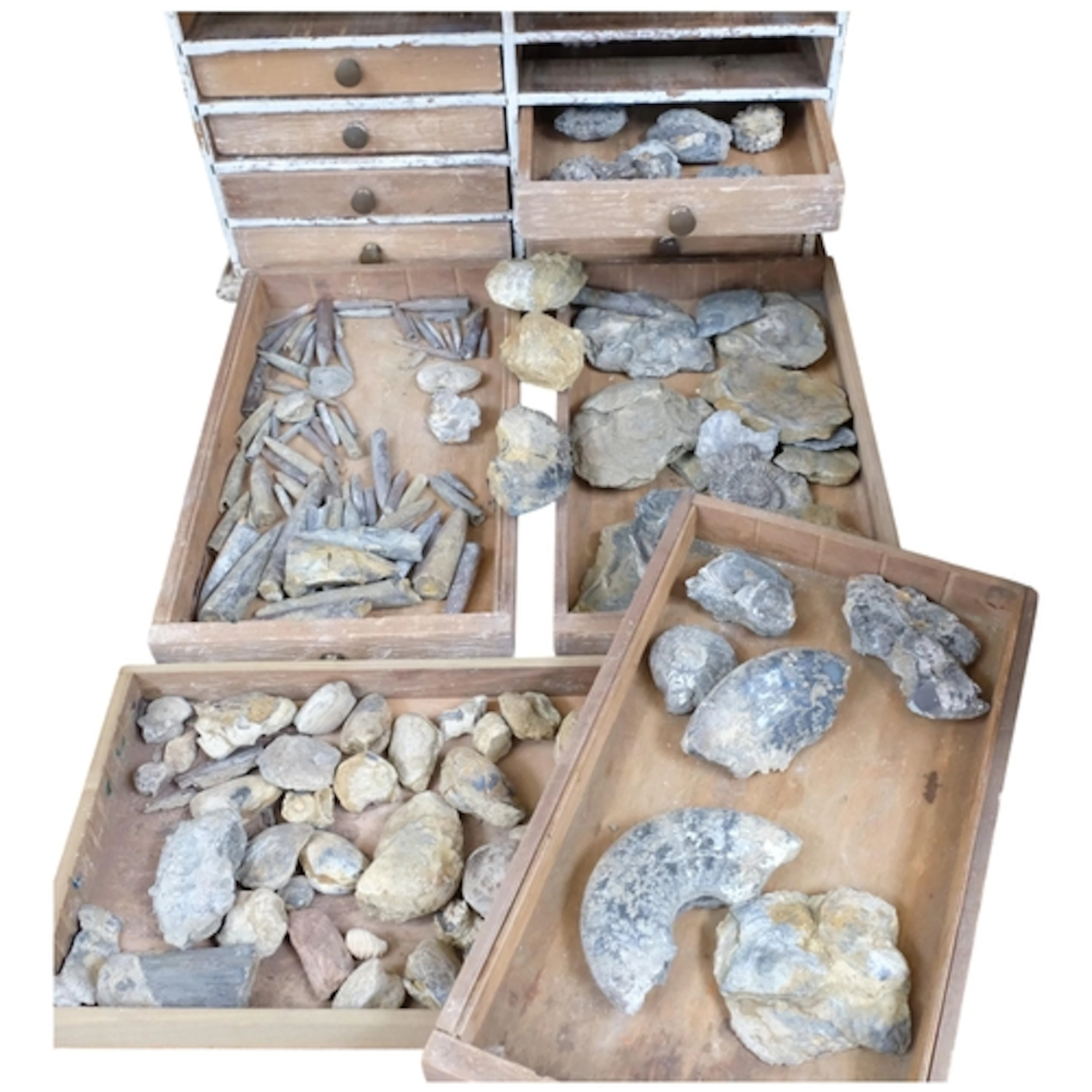 A collection of Jurassic Era ammonite and other fossils, mou...