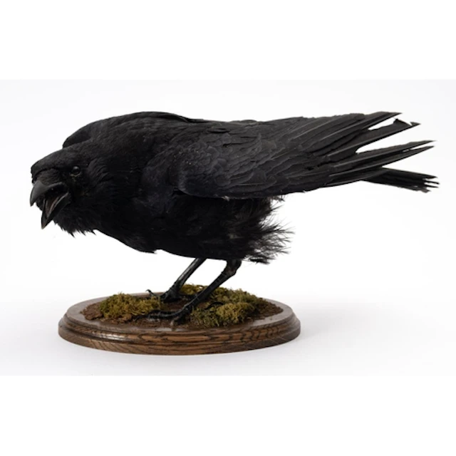 A taxidermy Carrion crow, full mount on an oval oak and natu...