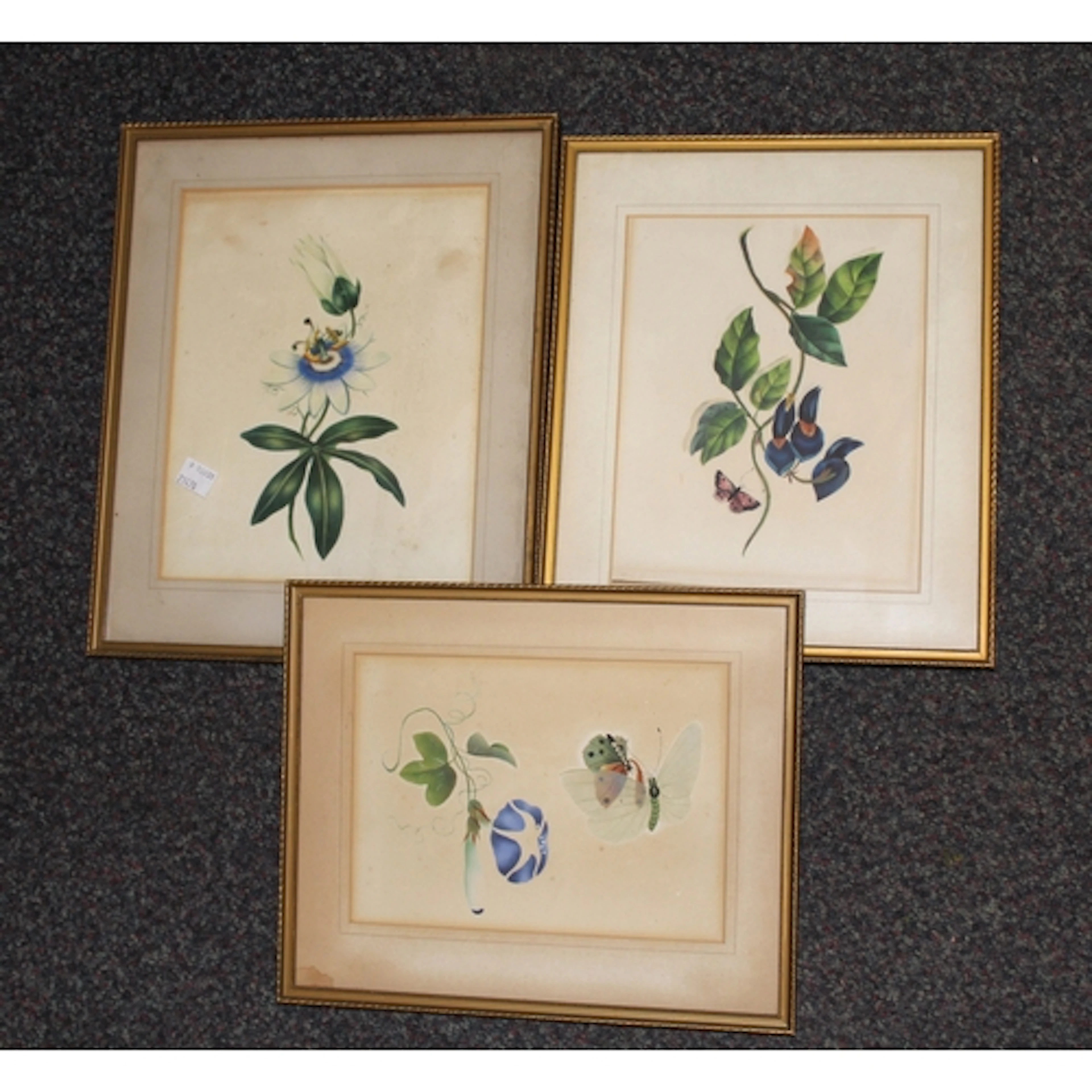 Three late 19th / early 20th Century watercolours, botanical...