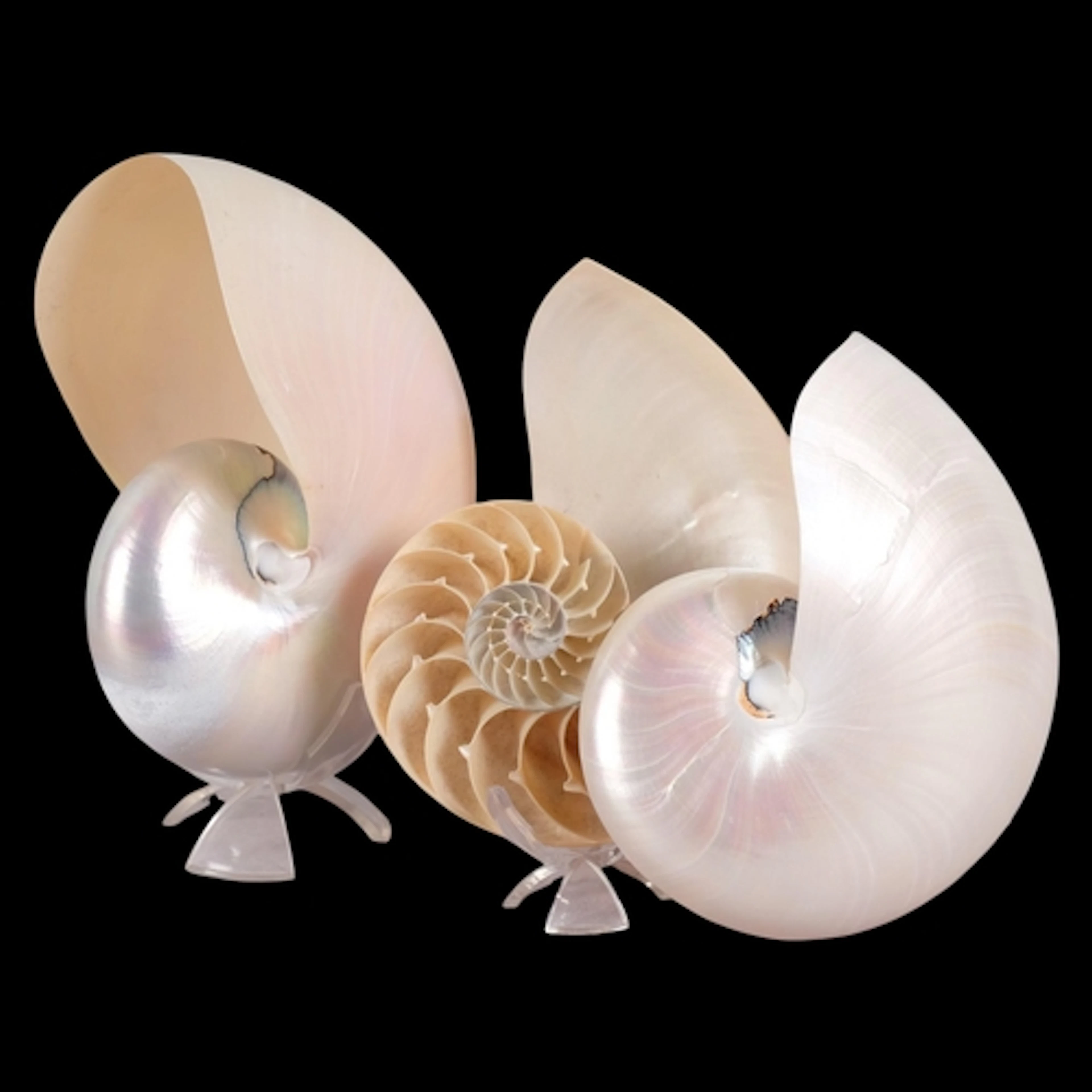 Two Nautilus shells on perspex display stands, one shell sec...