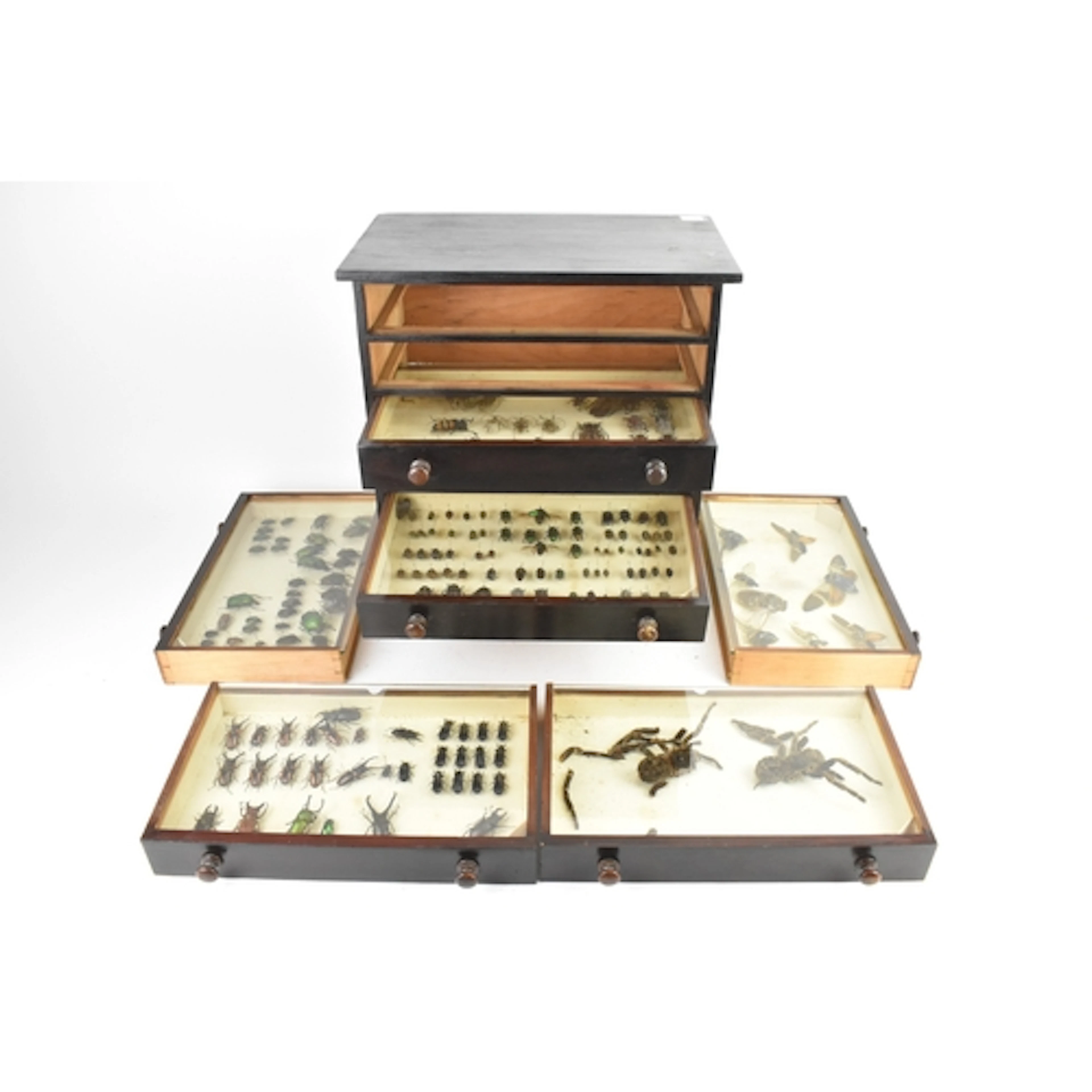 Natural History, and Taxidermy - A 19th century six drawer c...