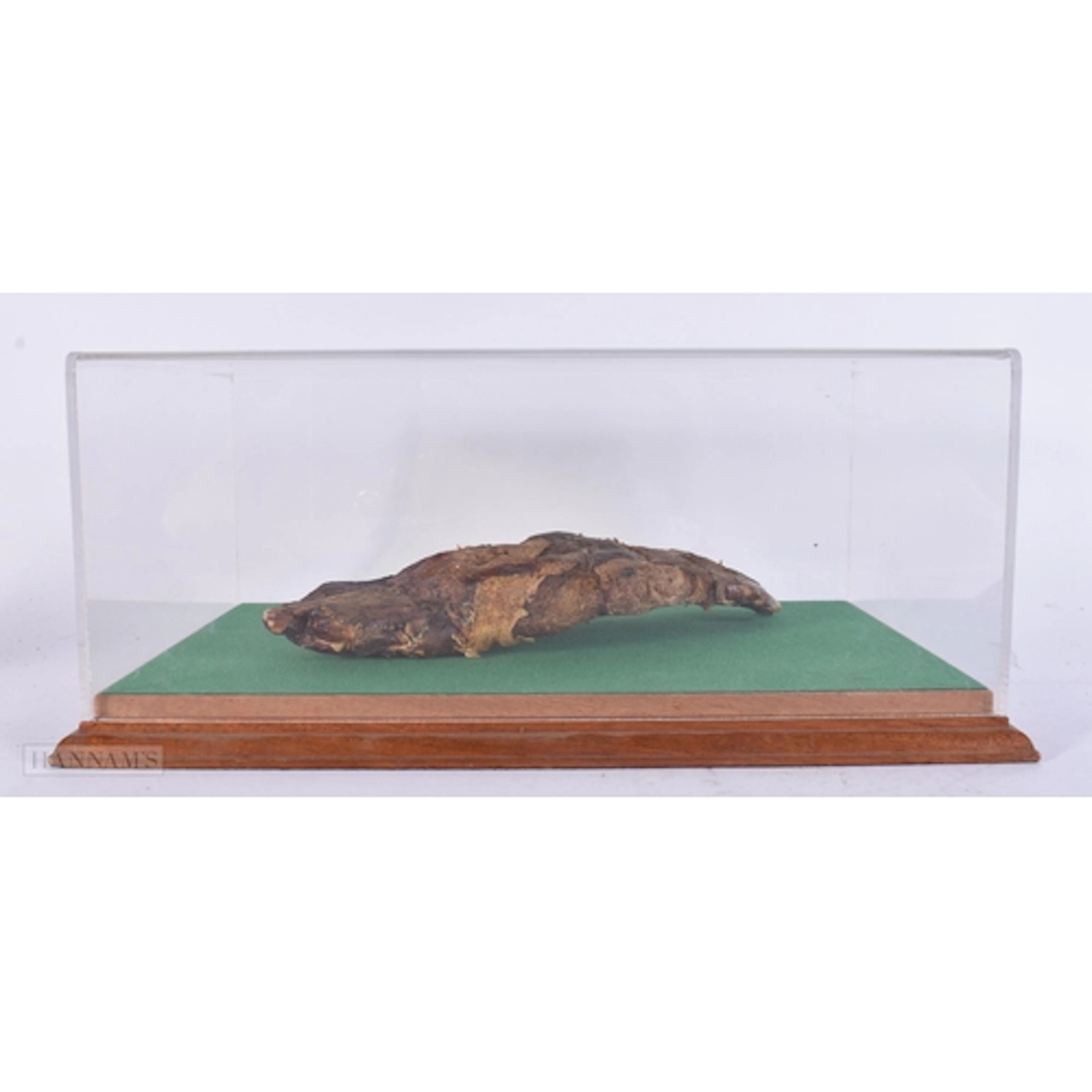 AN EGYPTIAN MUMMIFIED HAND continued within a purpose made d...