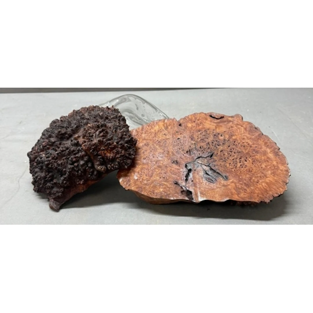 Two pieces of petrified wood on a moulded glass stand