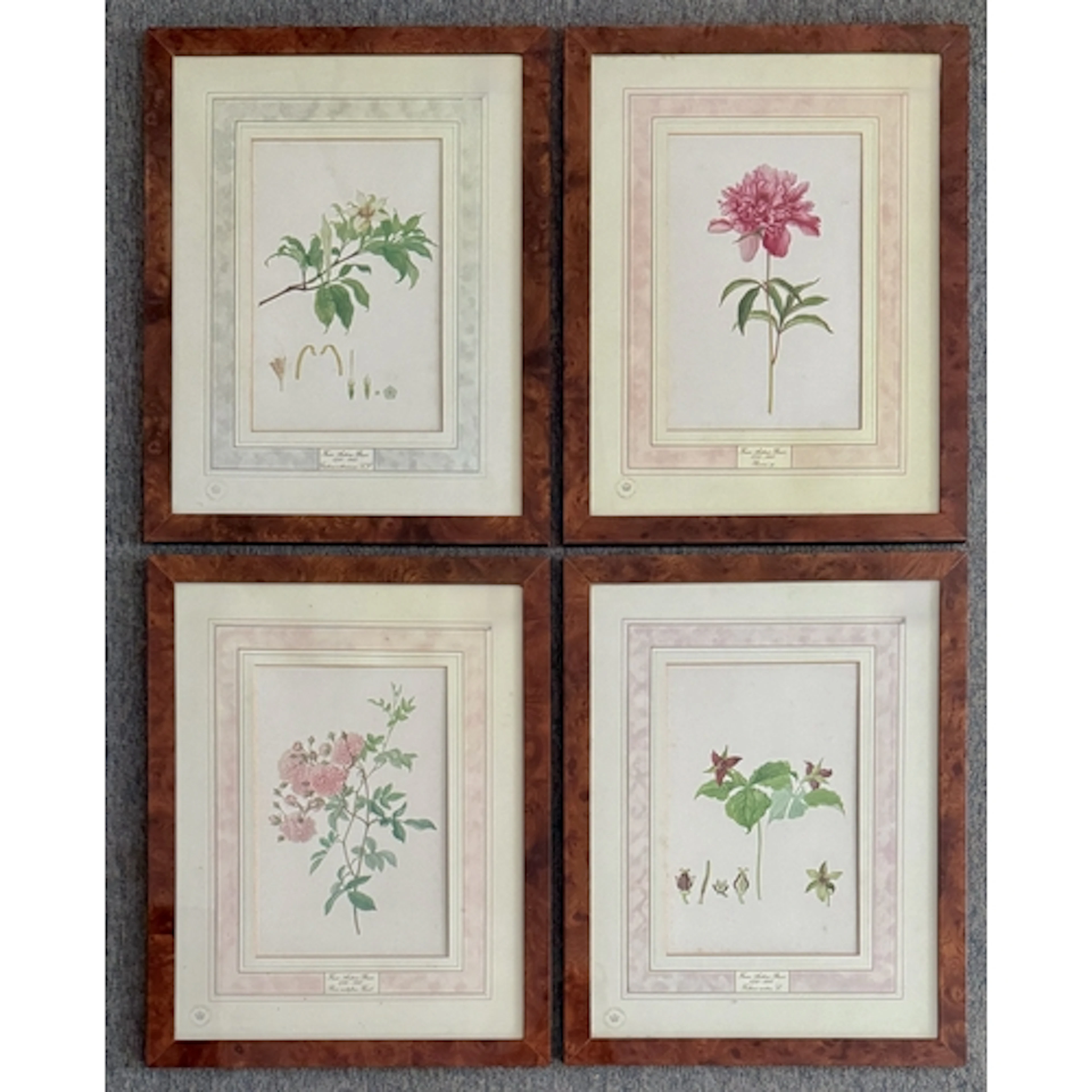 After Franz Andreas Bauer (Austrian, 1758-1840) 'Rosa multif...