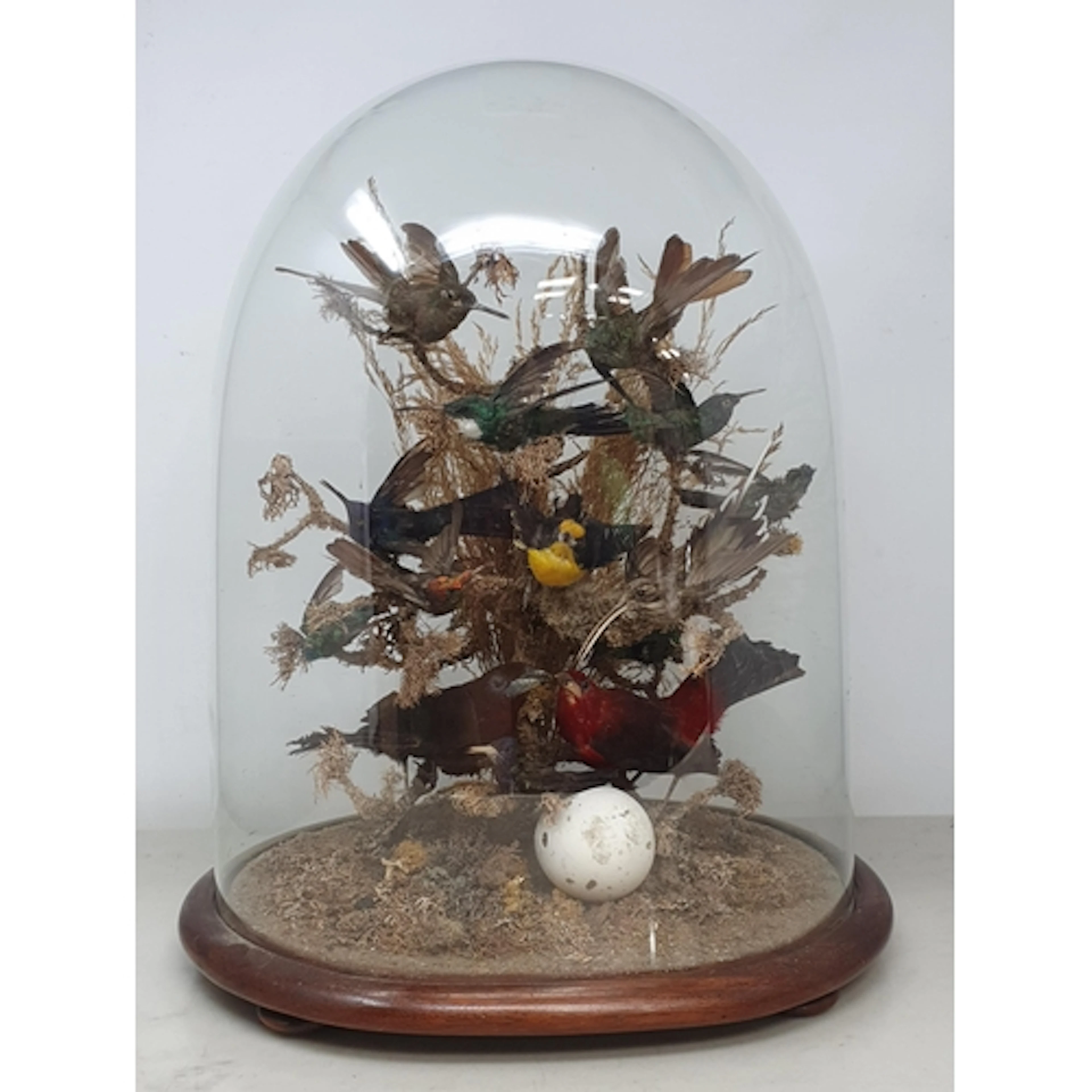 A 19th Century Dome displaying mounted taxidermy Specimens o...