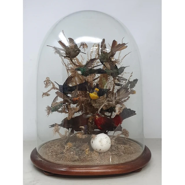 A 19th Century Dome displaying mounted taxidermy Specimens o...