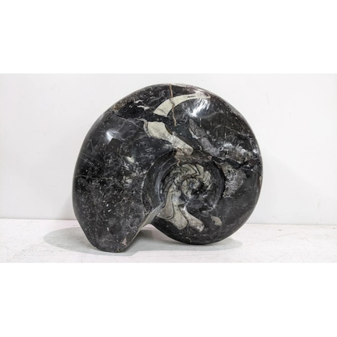 A prehistoric fossilised goniatite 24.5H x 30W Location: If ...