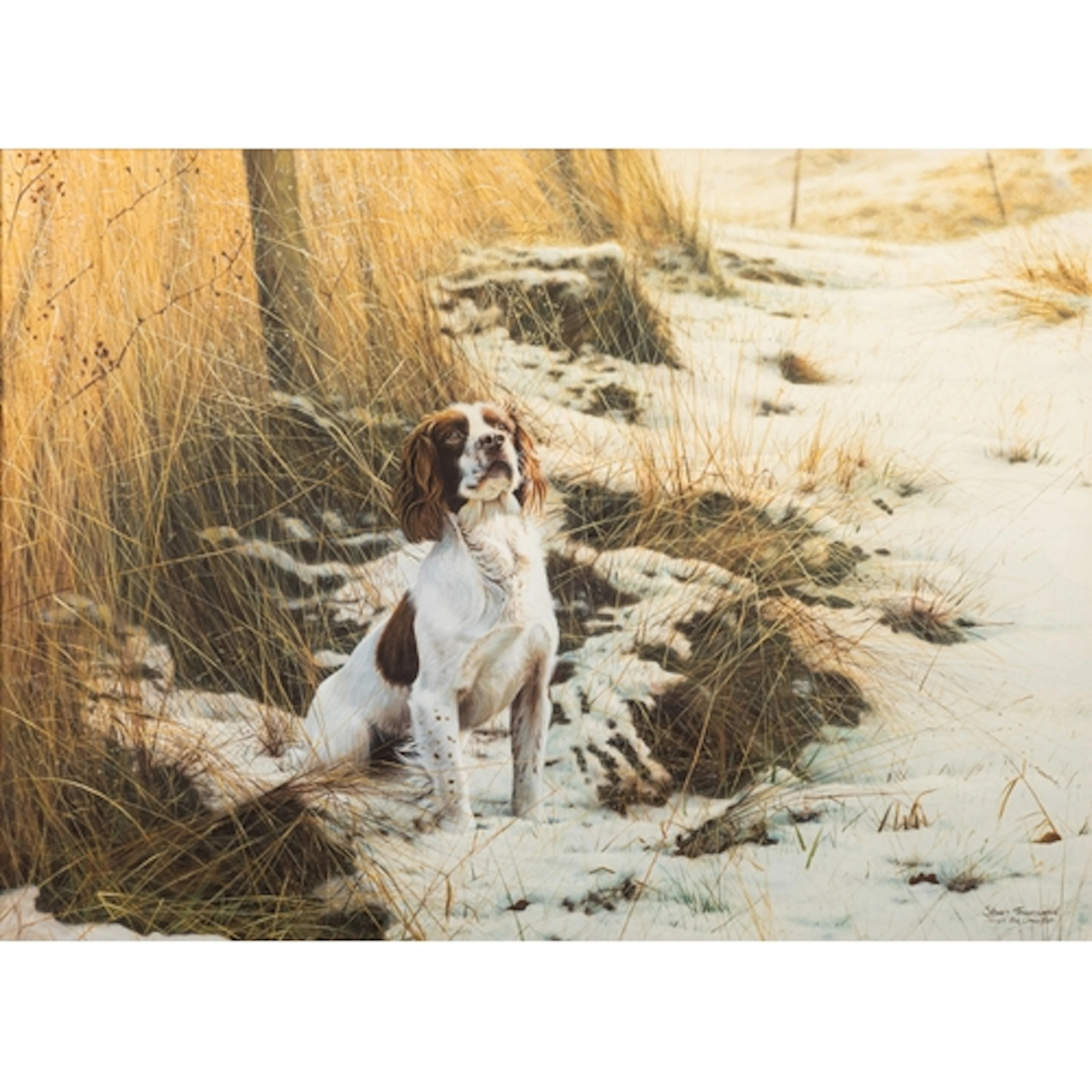 * Steven Townsend (British, b 1955) - Study of a Springer S...