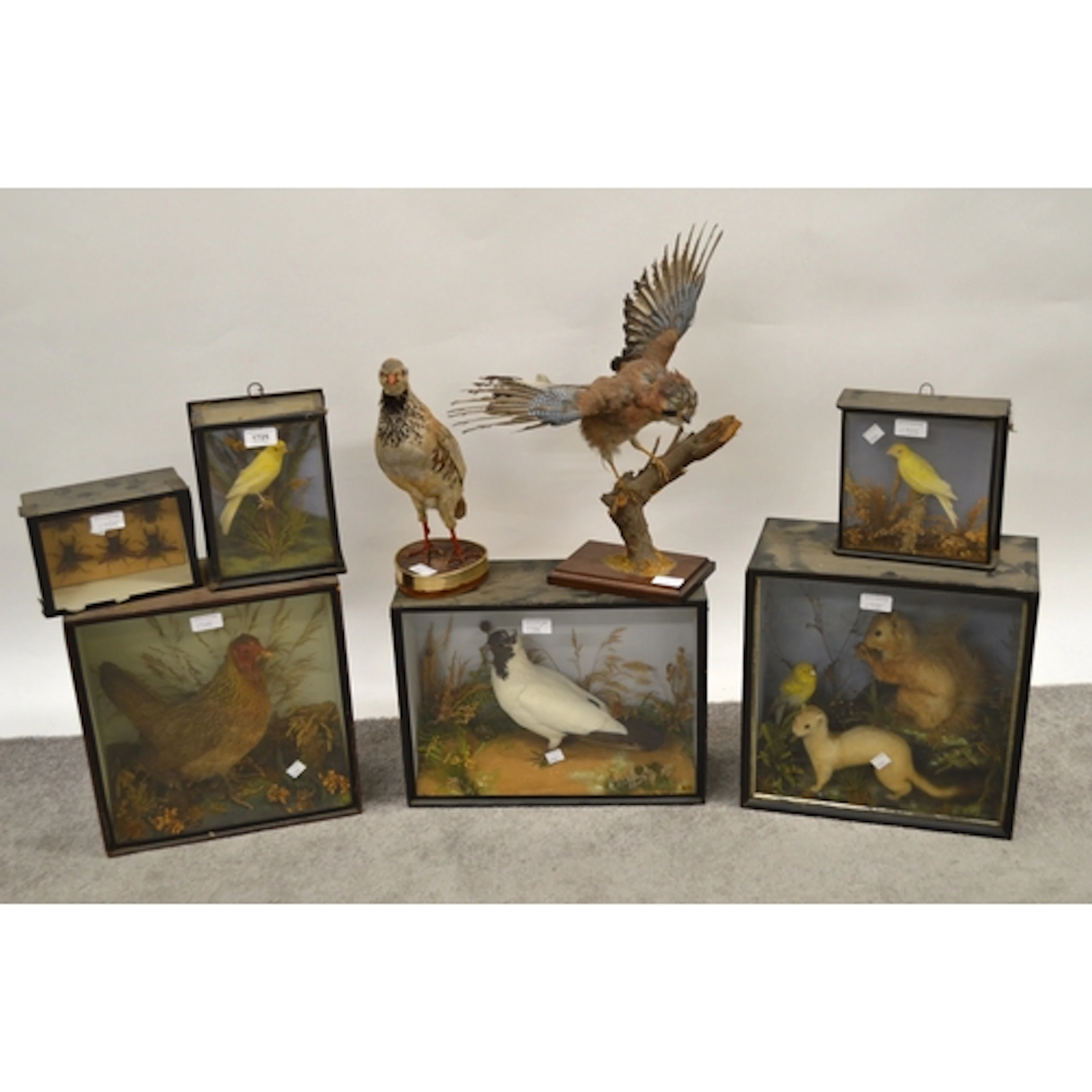 Taxidermy, two late 19th / early 20th Century preserved and ...