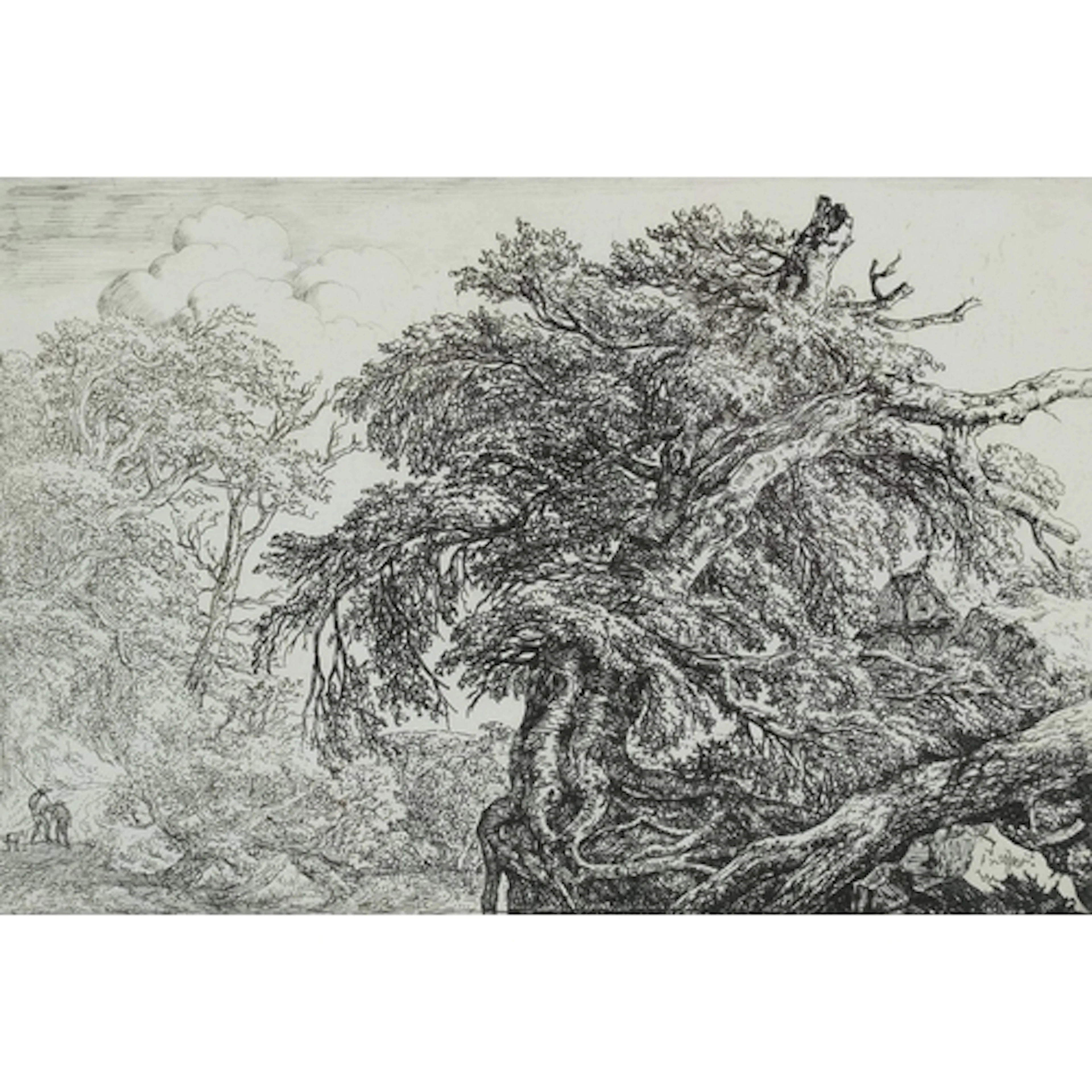 Jacob van Ruisdael - The Great Beech, antique etching and dr...