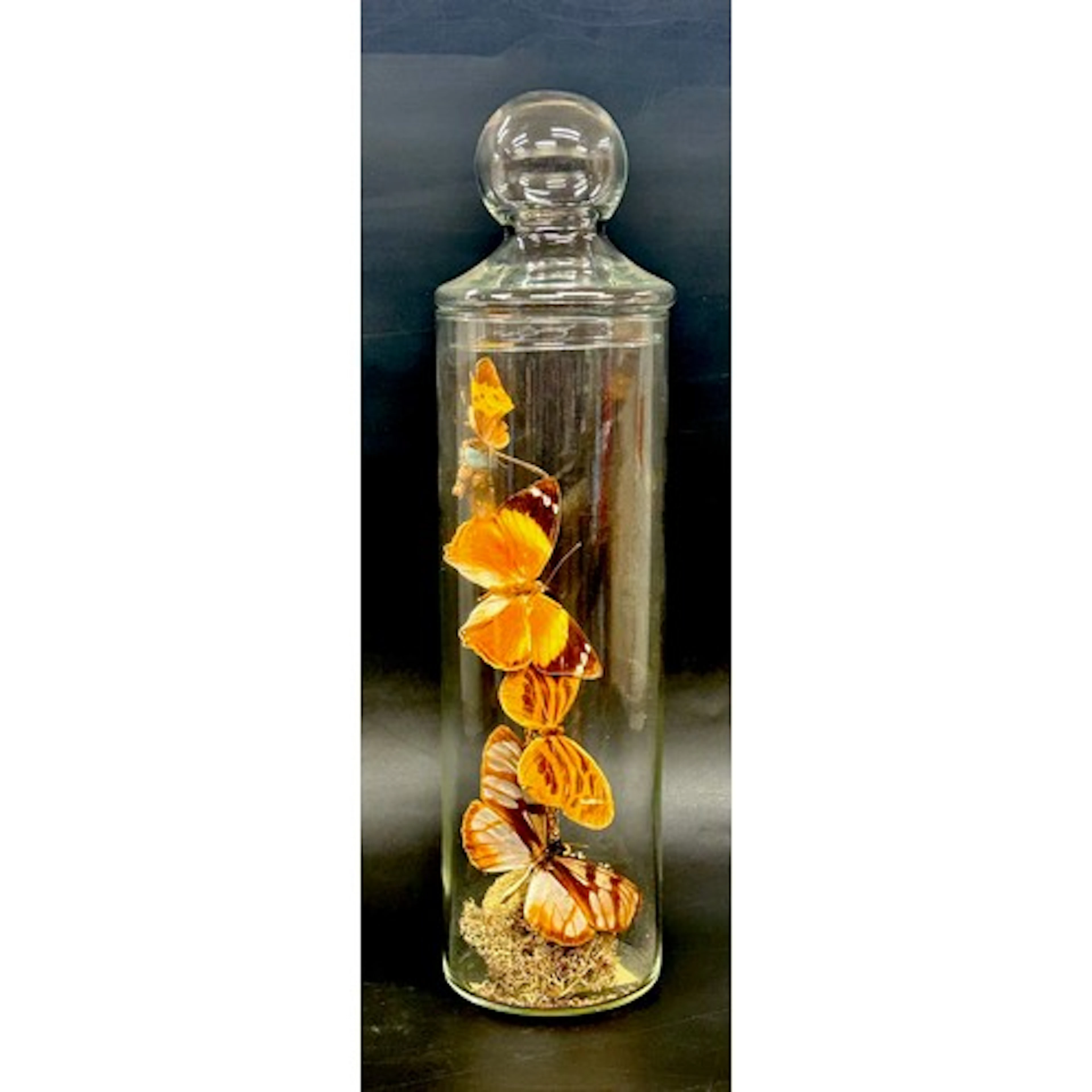 A mounted taxidermy butterfly display, in glass cylindrical ...