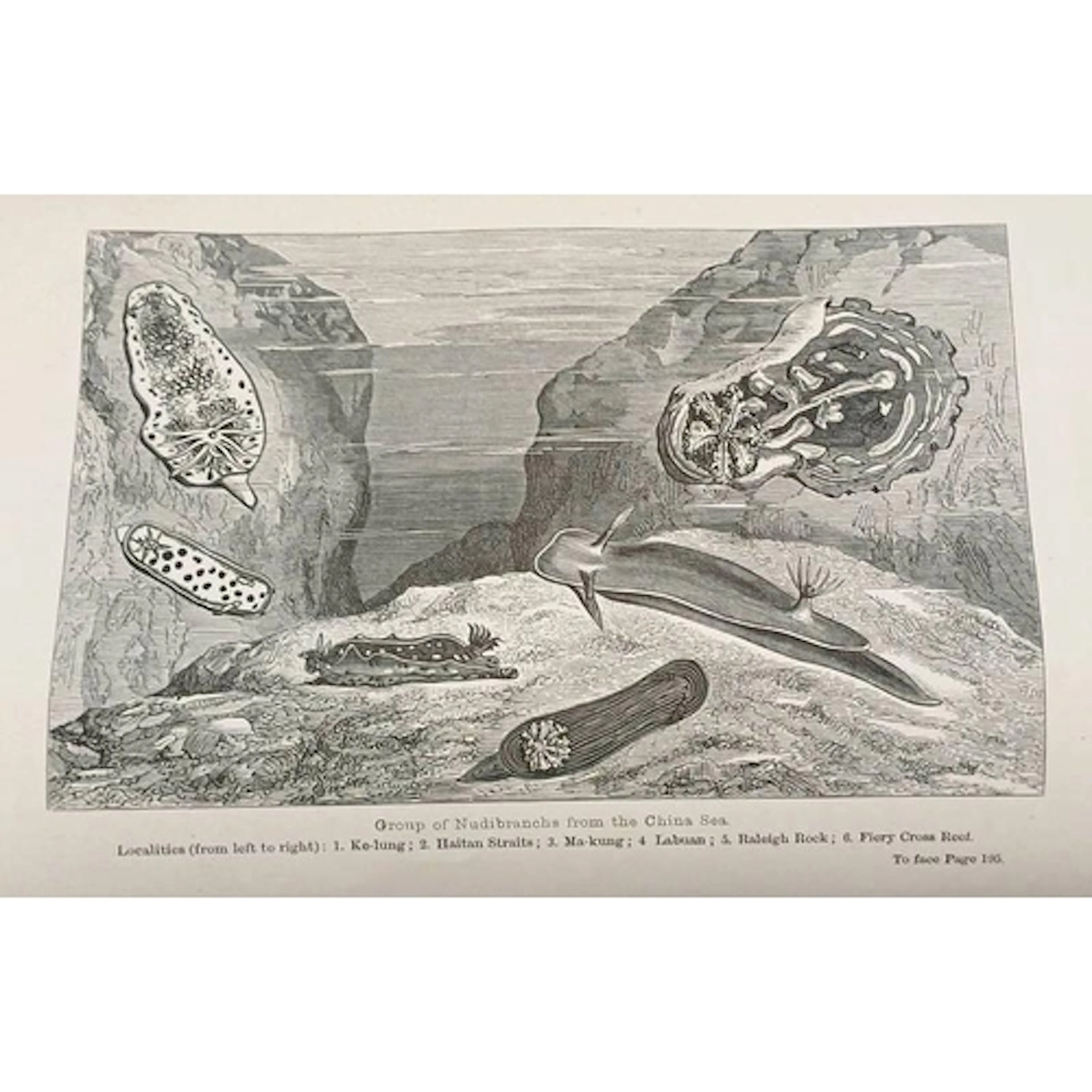 RAMBLES OF A NATURALIST ON THE SHORES AND WATERS OF THE CHIN...
