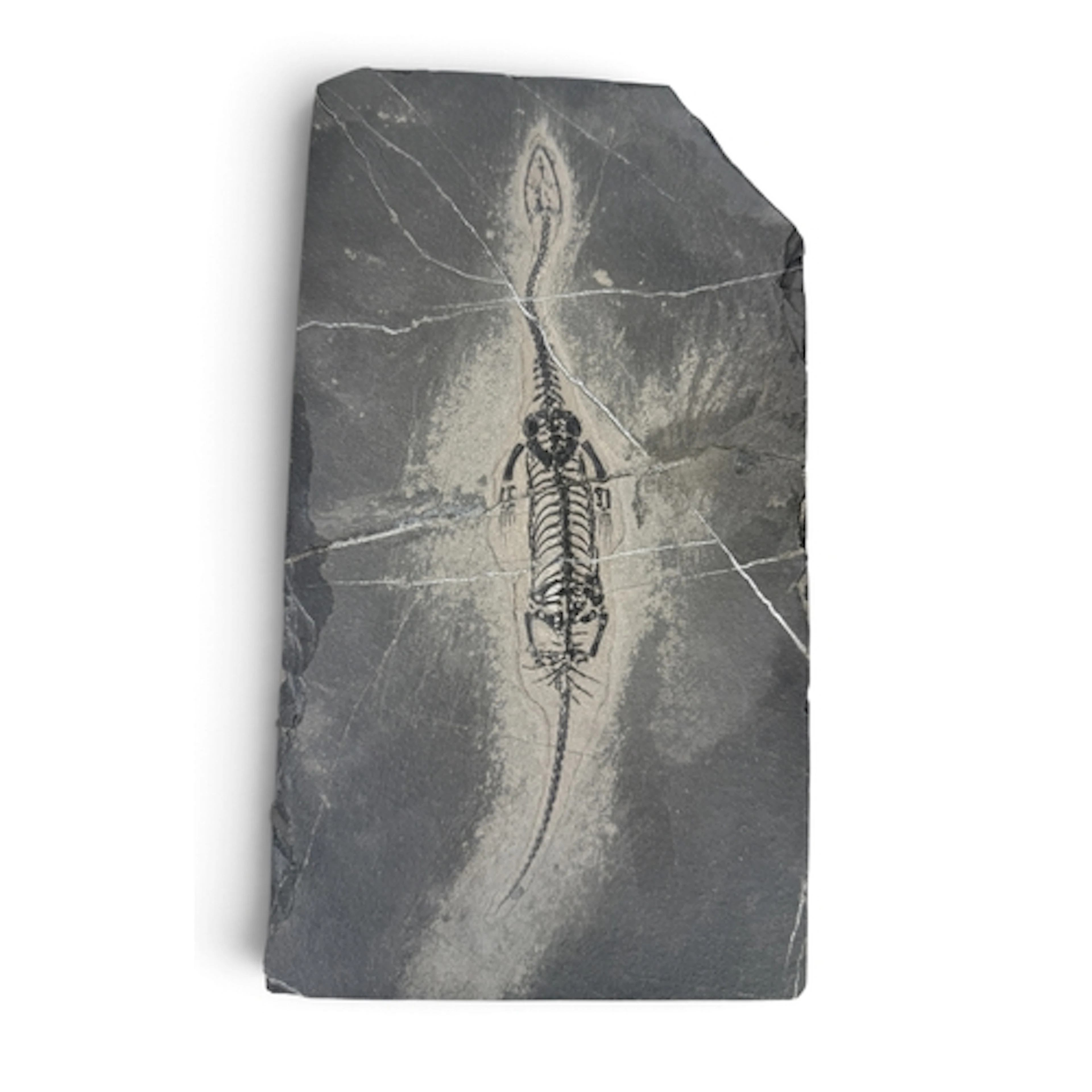 A FOSSIL FEMALE KEICHOSAURUS SKELETON Triassic era marine re...