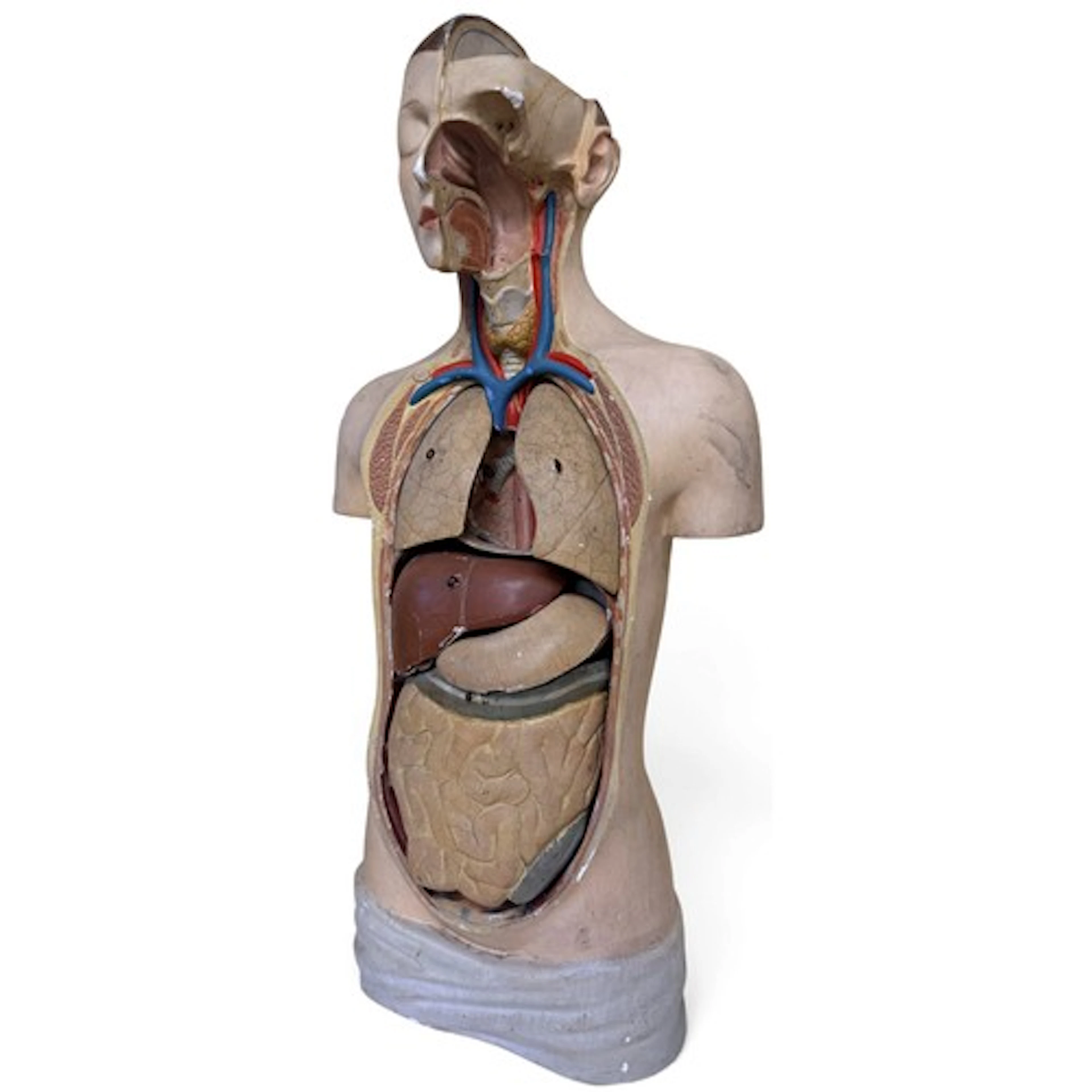 Scientific / Medical Interest: An American anatomical model ...