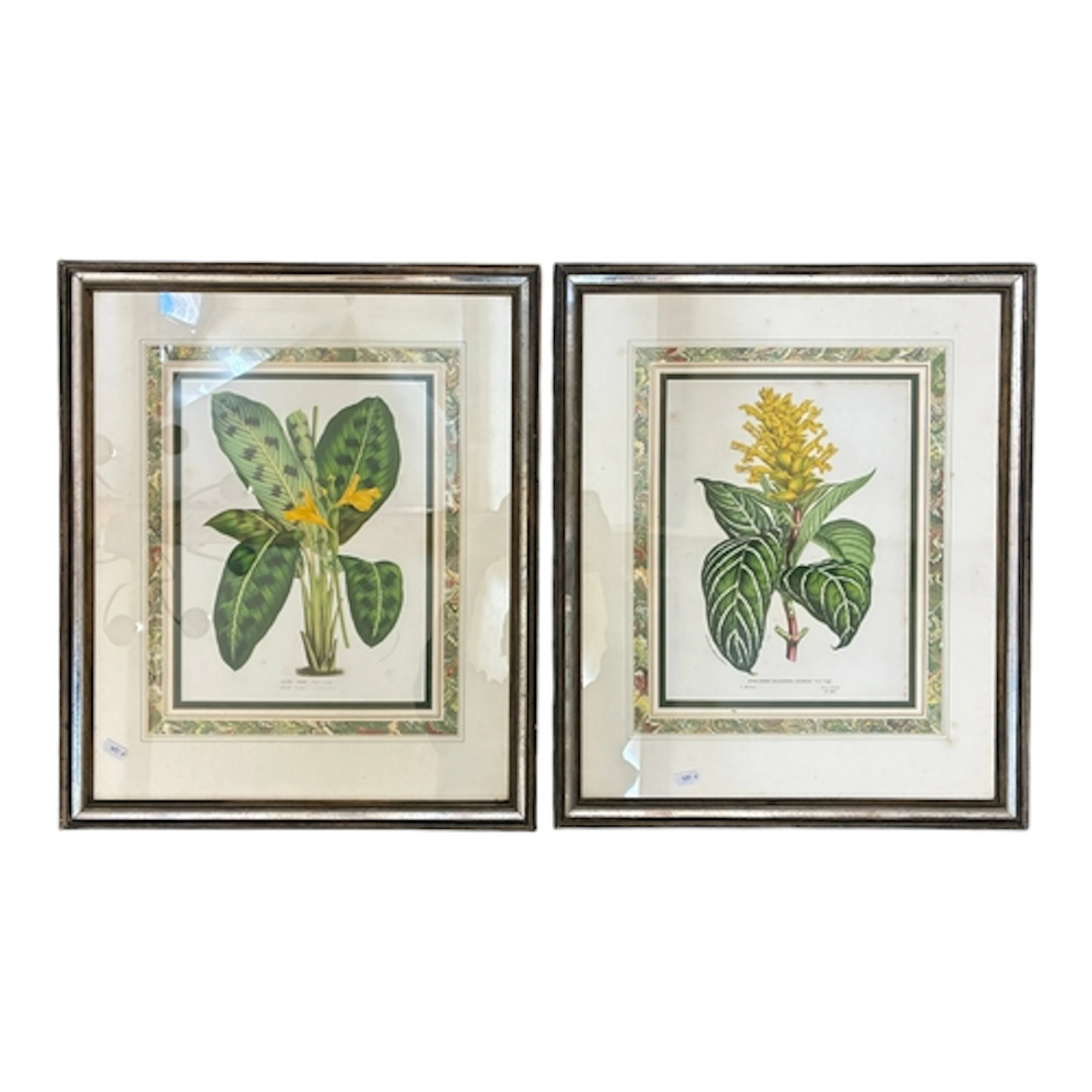 After Louis van Houtte - Two lithographic prints of botanica...