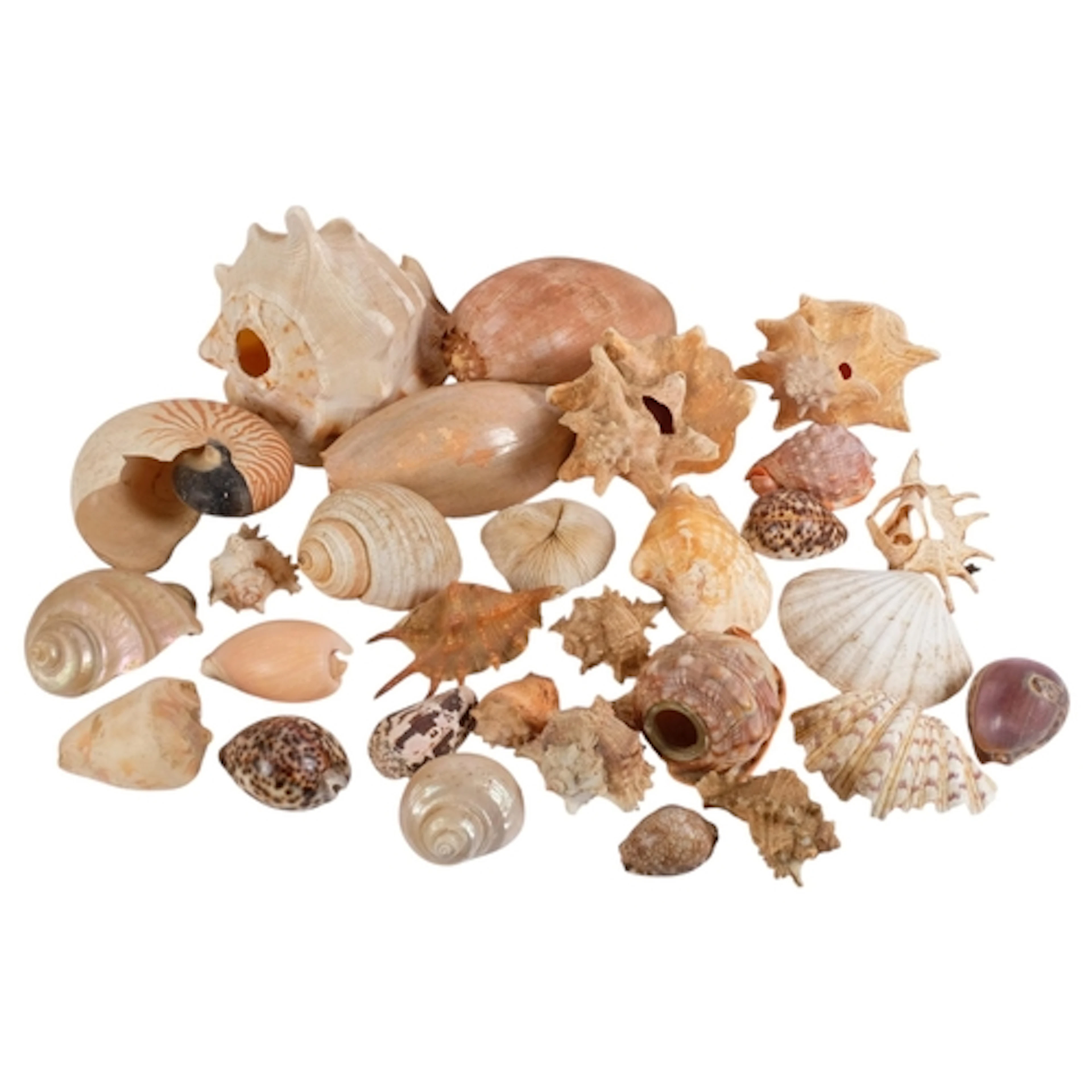 A box containing a large variety of various shells, includin...