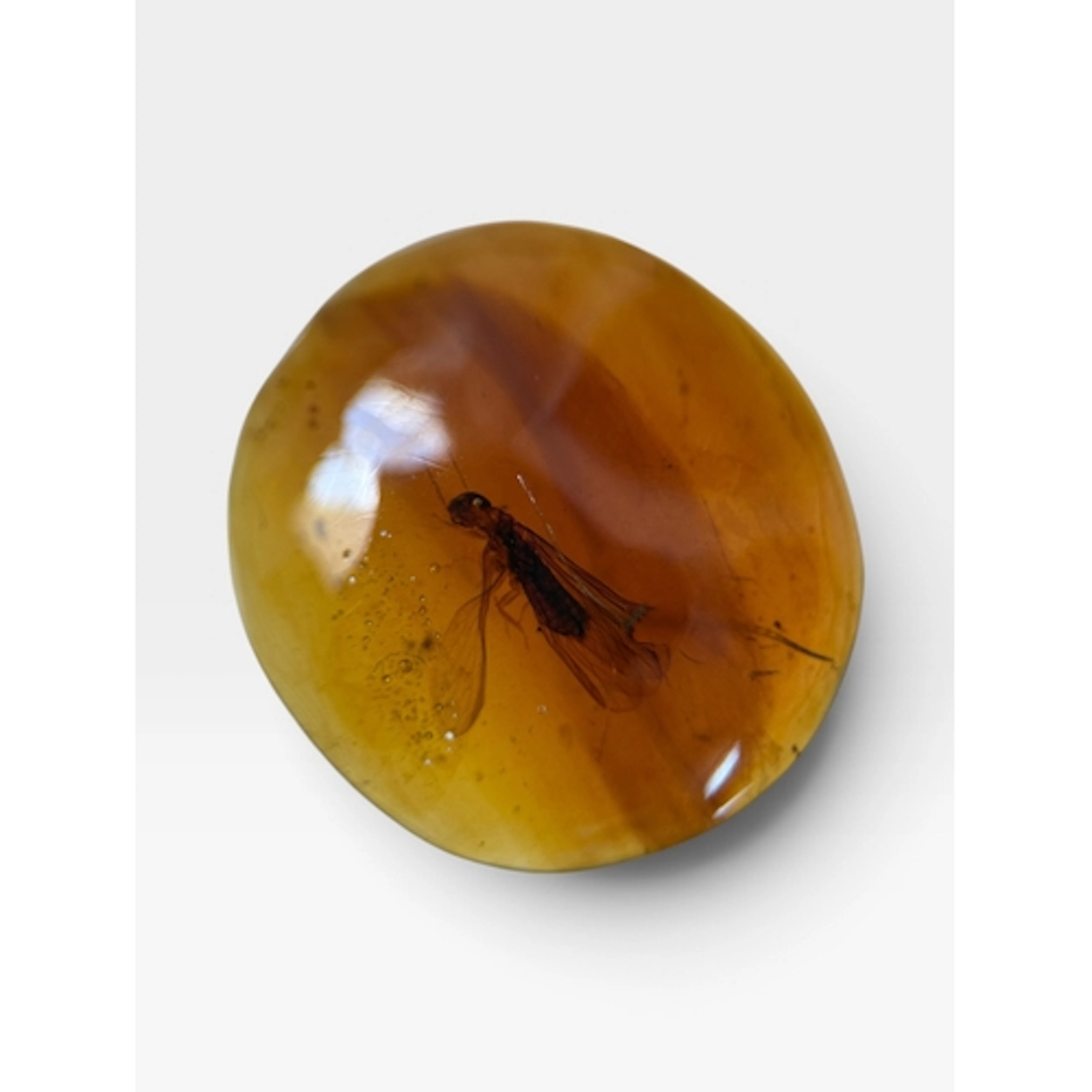 A FLYING INSECT FOSSIL IN AMBER A highly detailed flying ins...