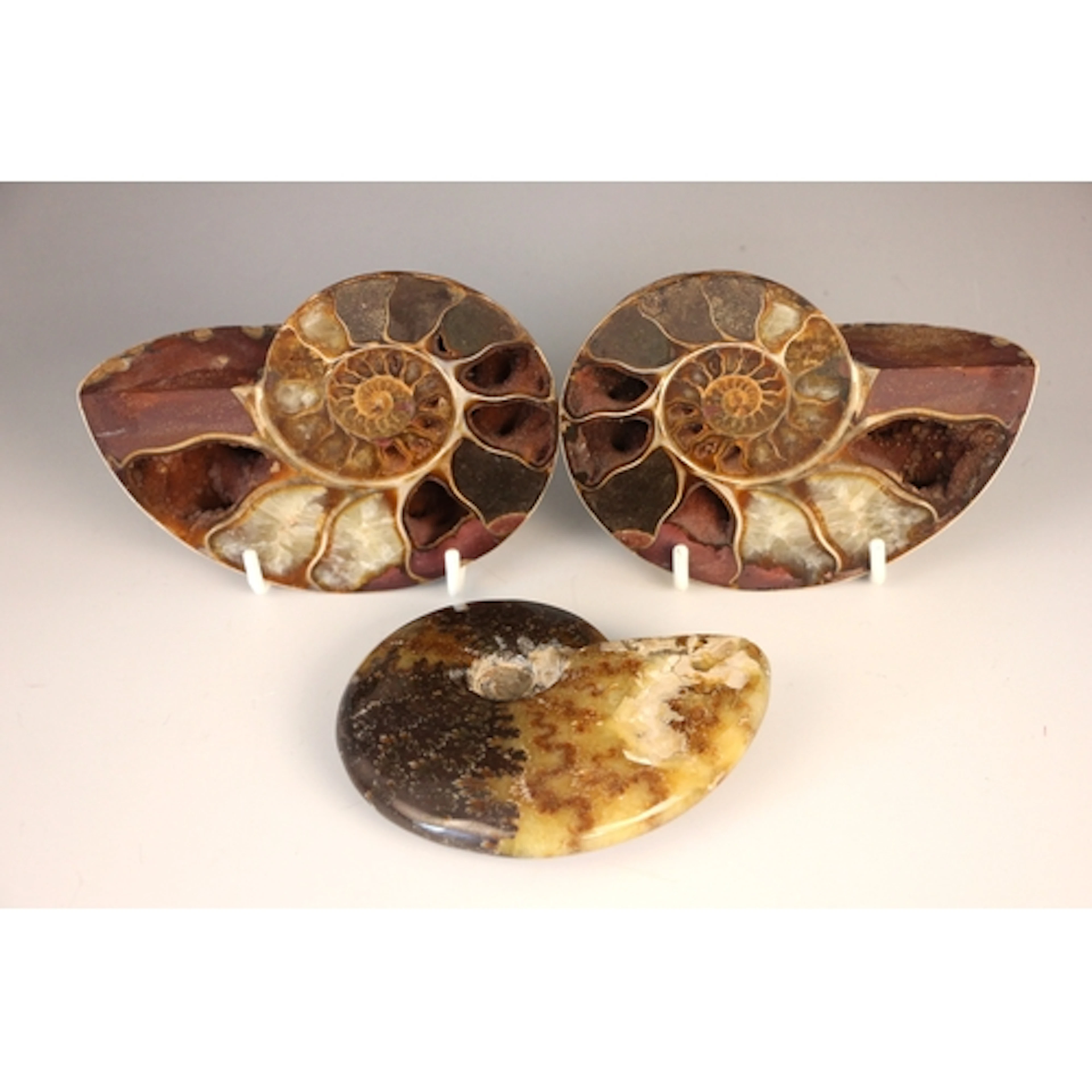 A halved and polished ammonite fossil specimen, Jurassic per...