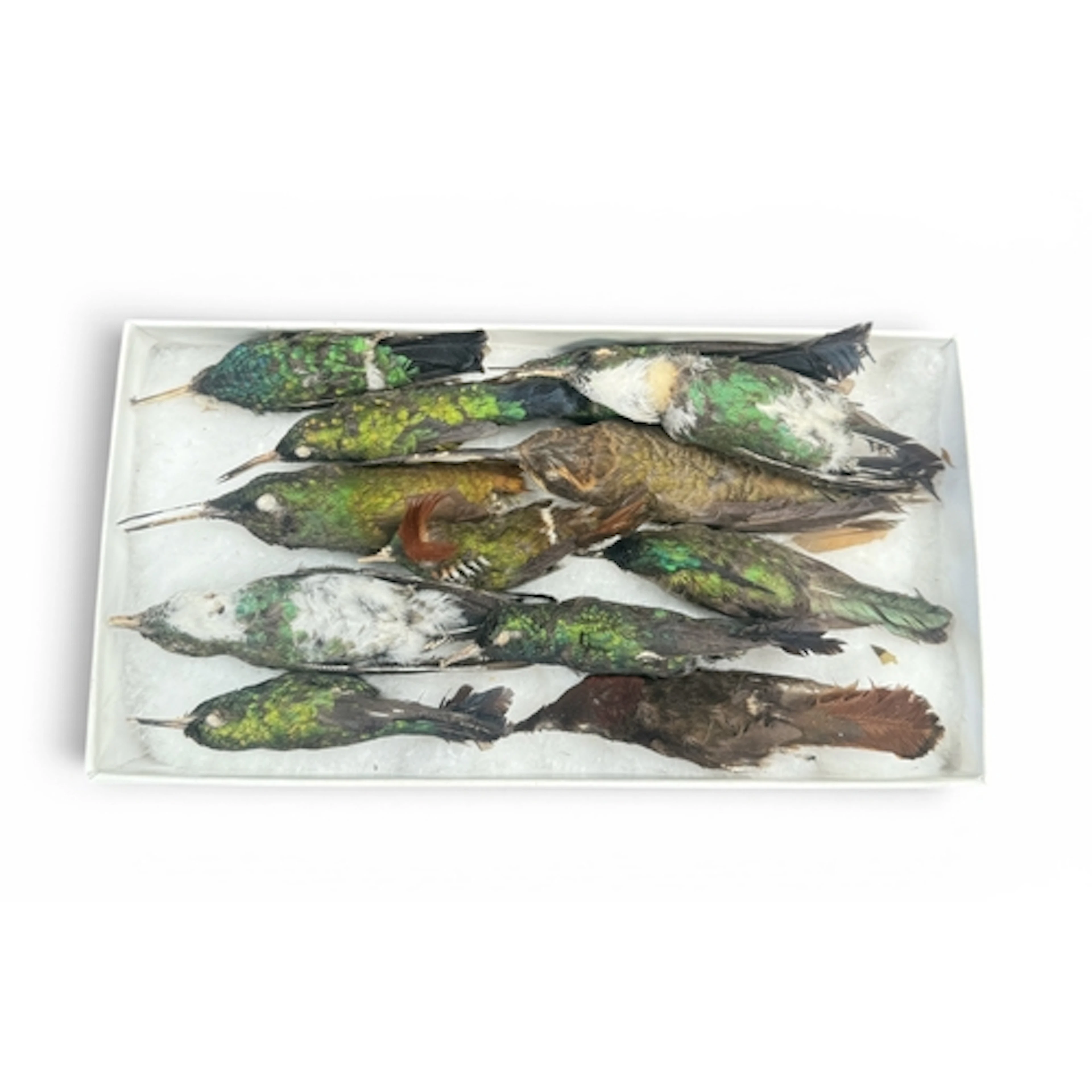 A GROUP OF TAXIDERMY CABINET SKINS OF HUMMINGBIRDS