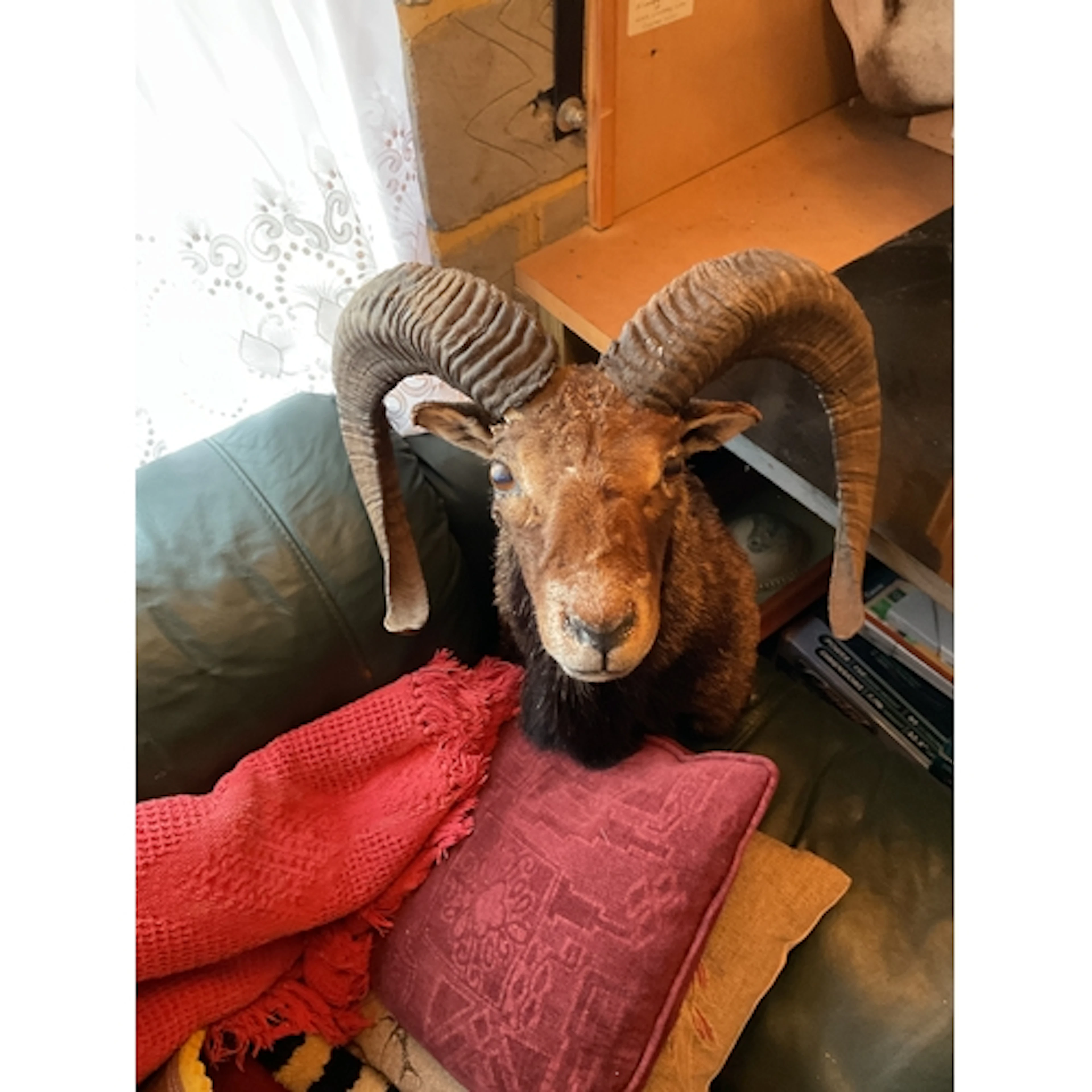 Taxidermy of a Mouflon.