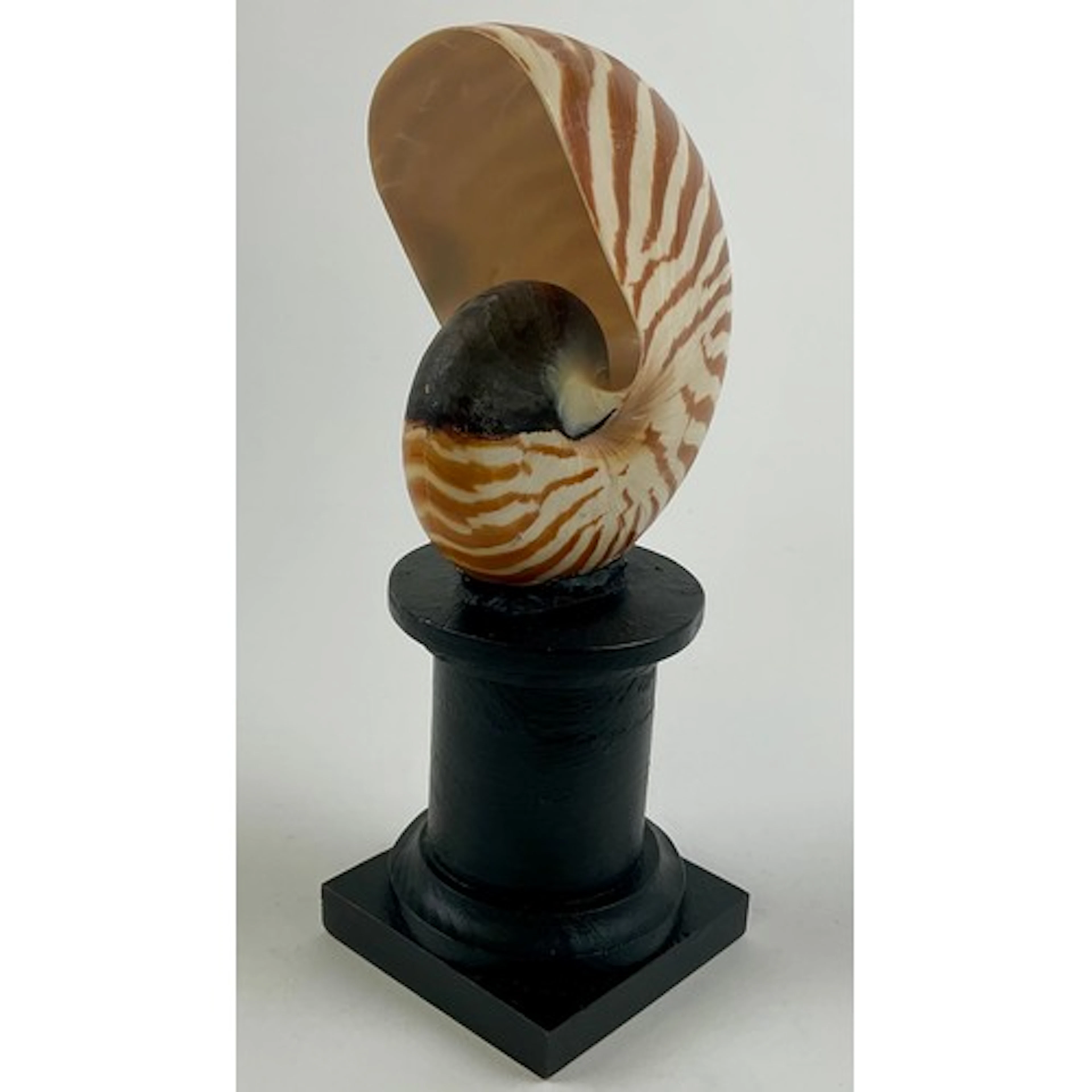 Natural History - a tiger nautilus shell specimen, mounted f...