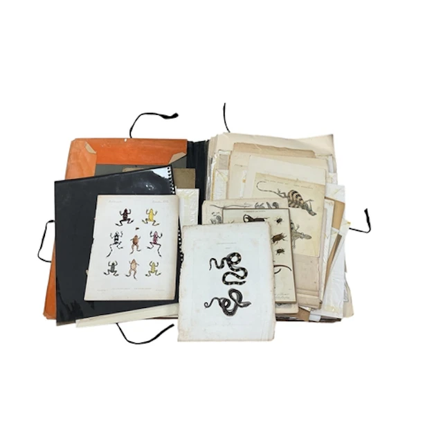 A large folio of mostly 19th century natural history prints ...