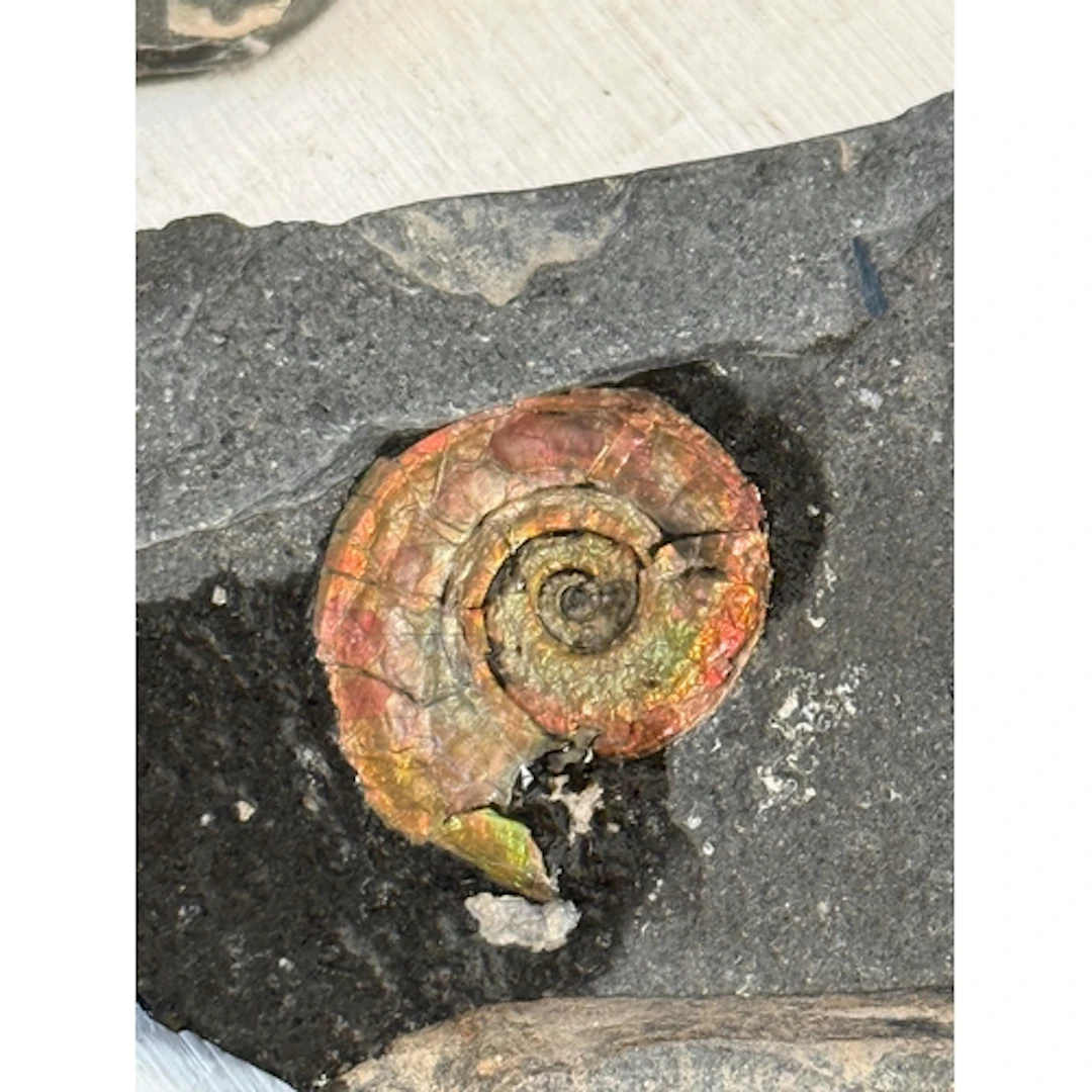 FOSSIL IRRIDESCENT AMMONITES Caloceras Johnstoni. Jurassic e...