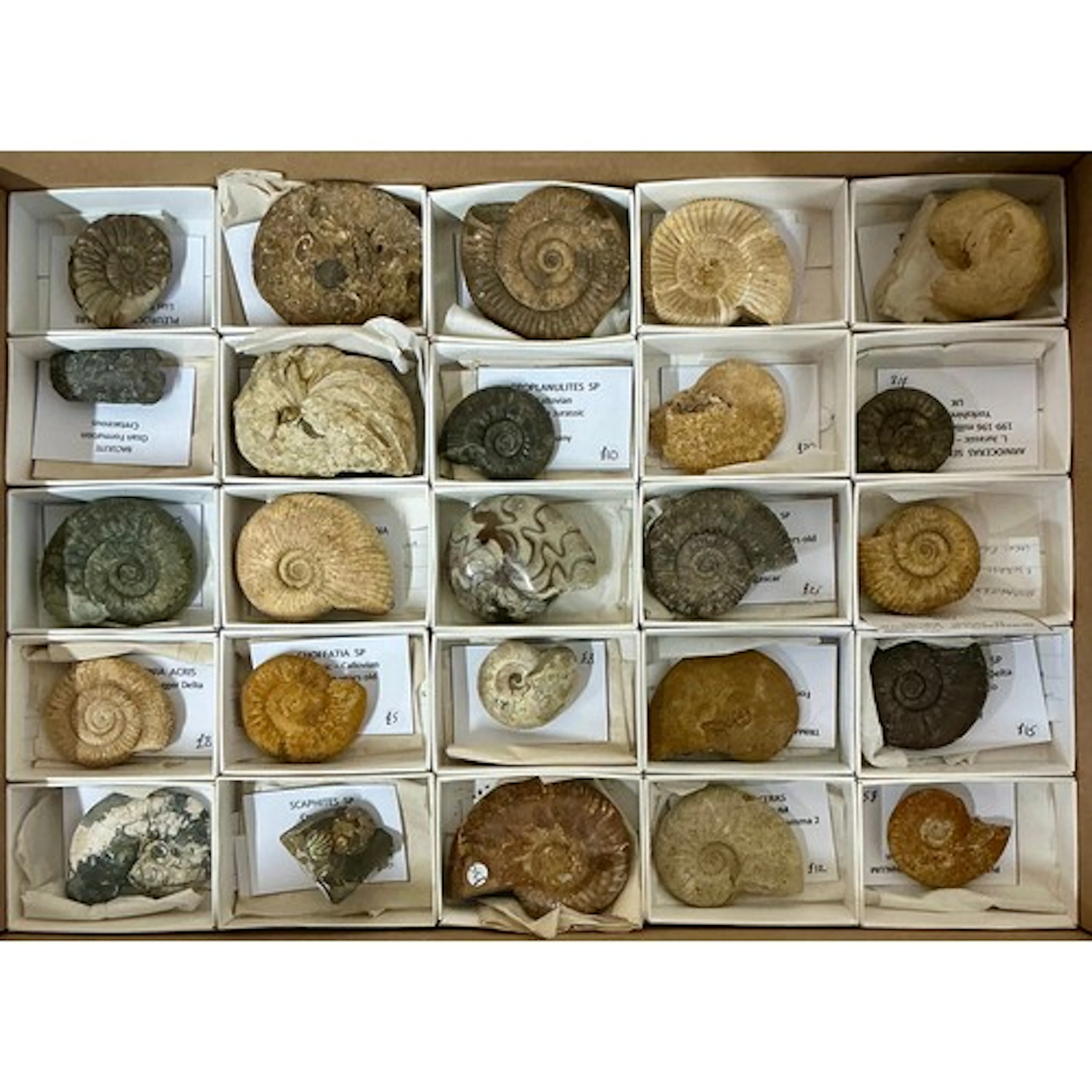 A group of twenty five ammonite specimens including a Madaga...