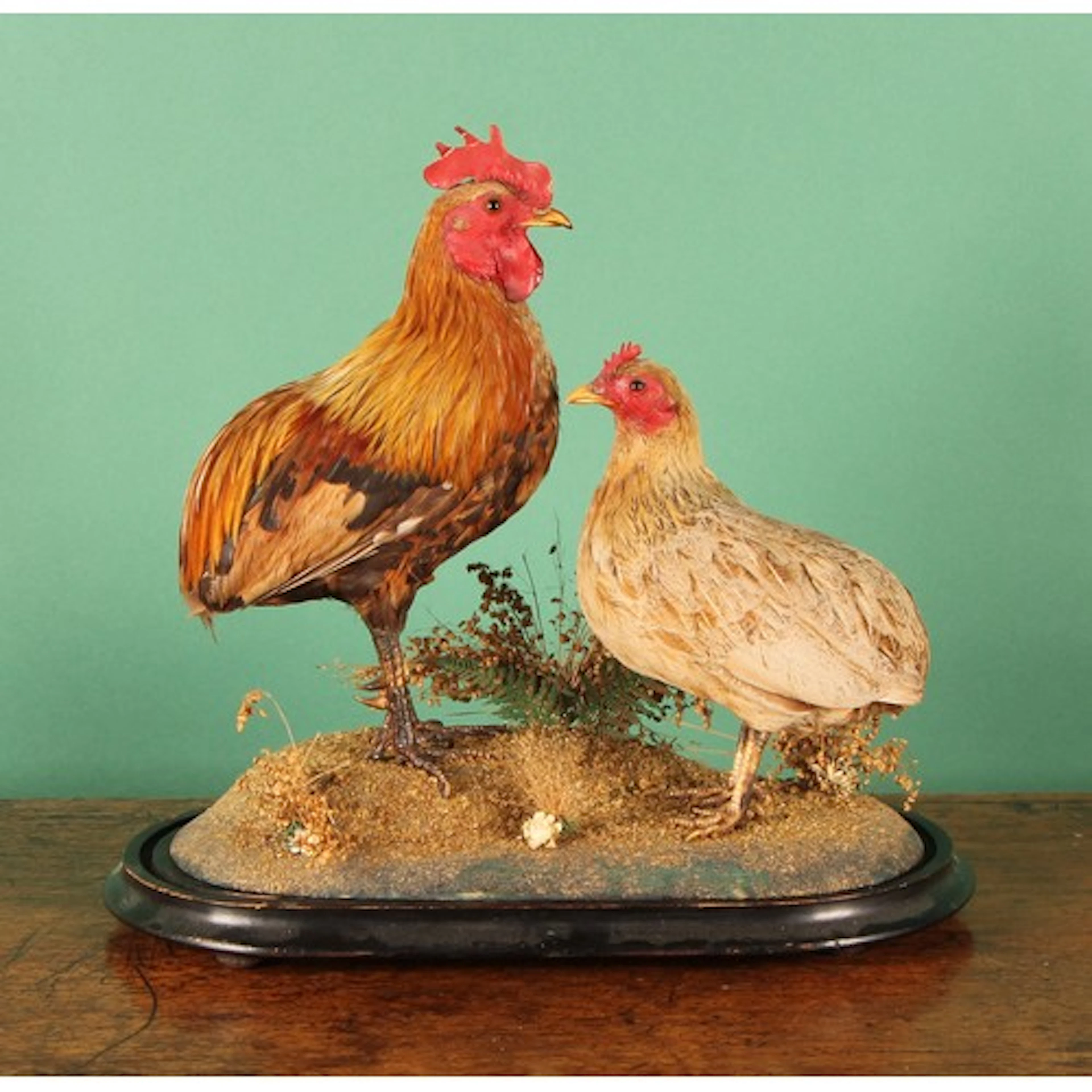 Taxidermy - a rooster and hen, naturalistically mounted, ebo...
