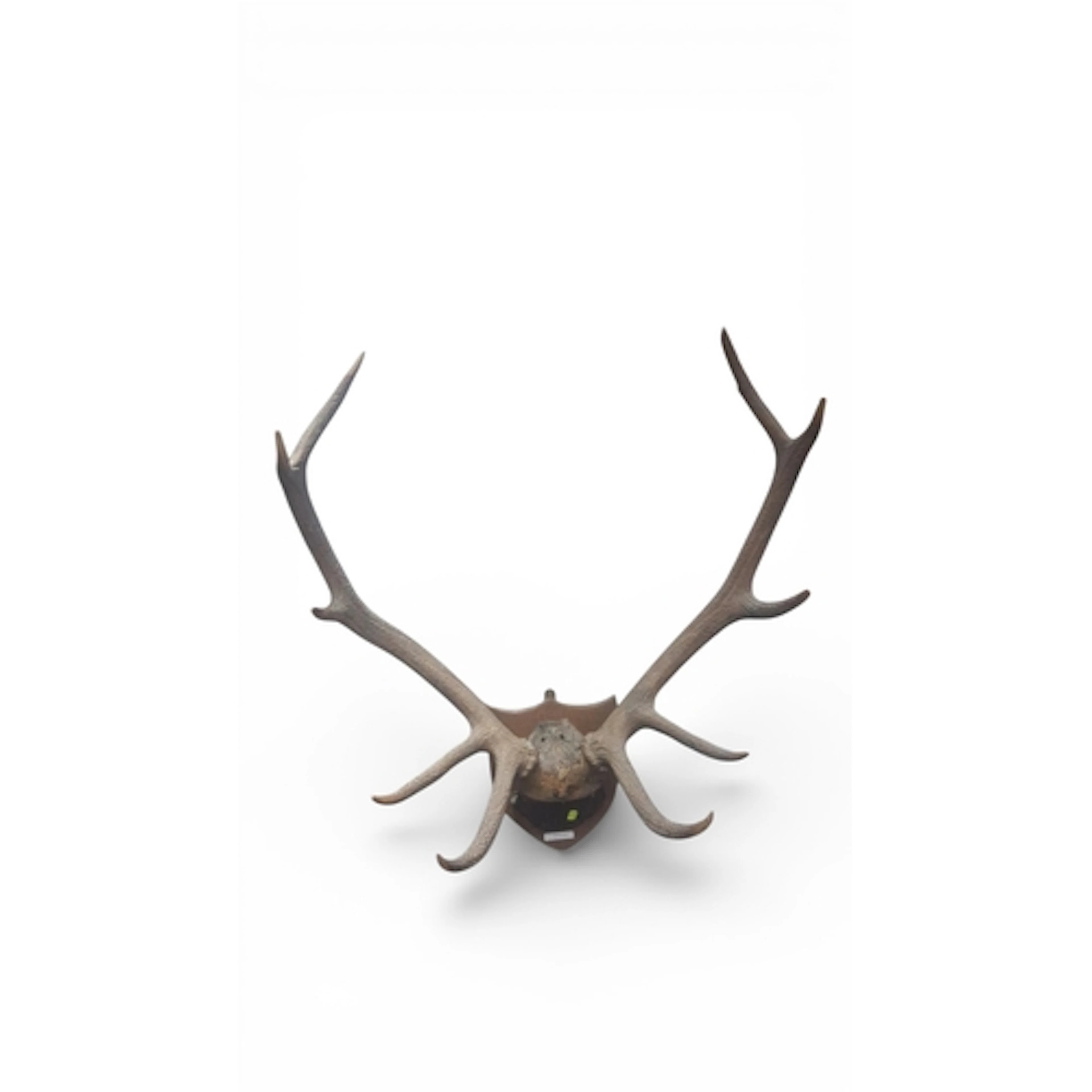 A mounted set of deer antlers on a shaped wooden shield plaq...