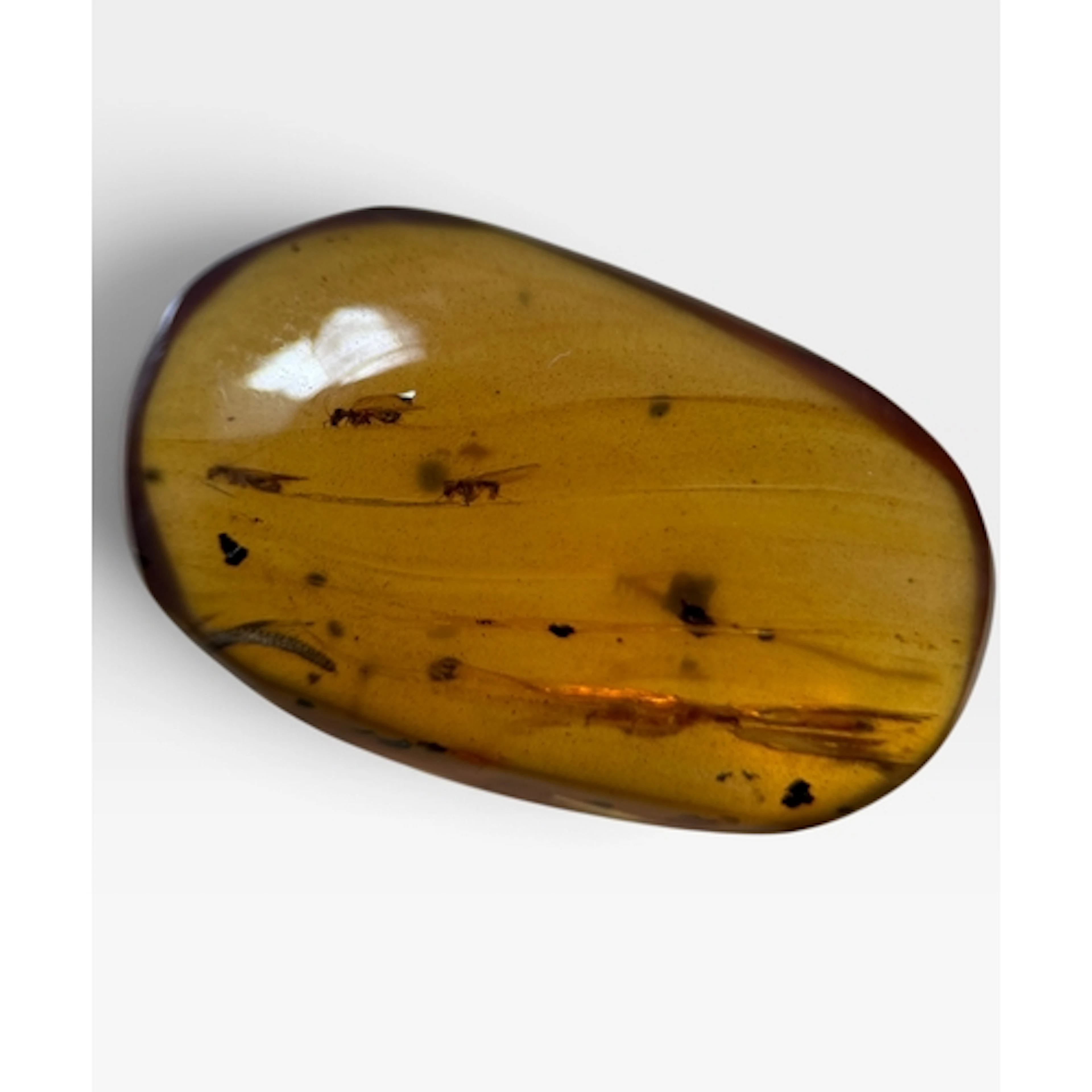 A SWARM OF FLIES IN AMBER A swarm of flies trapped in dinosa...