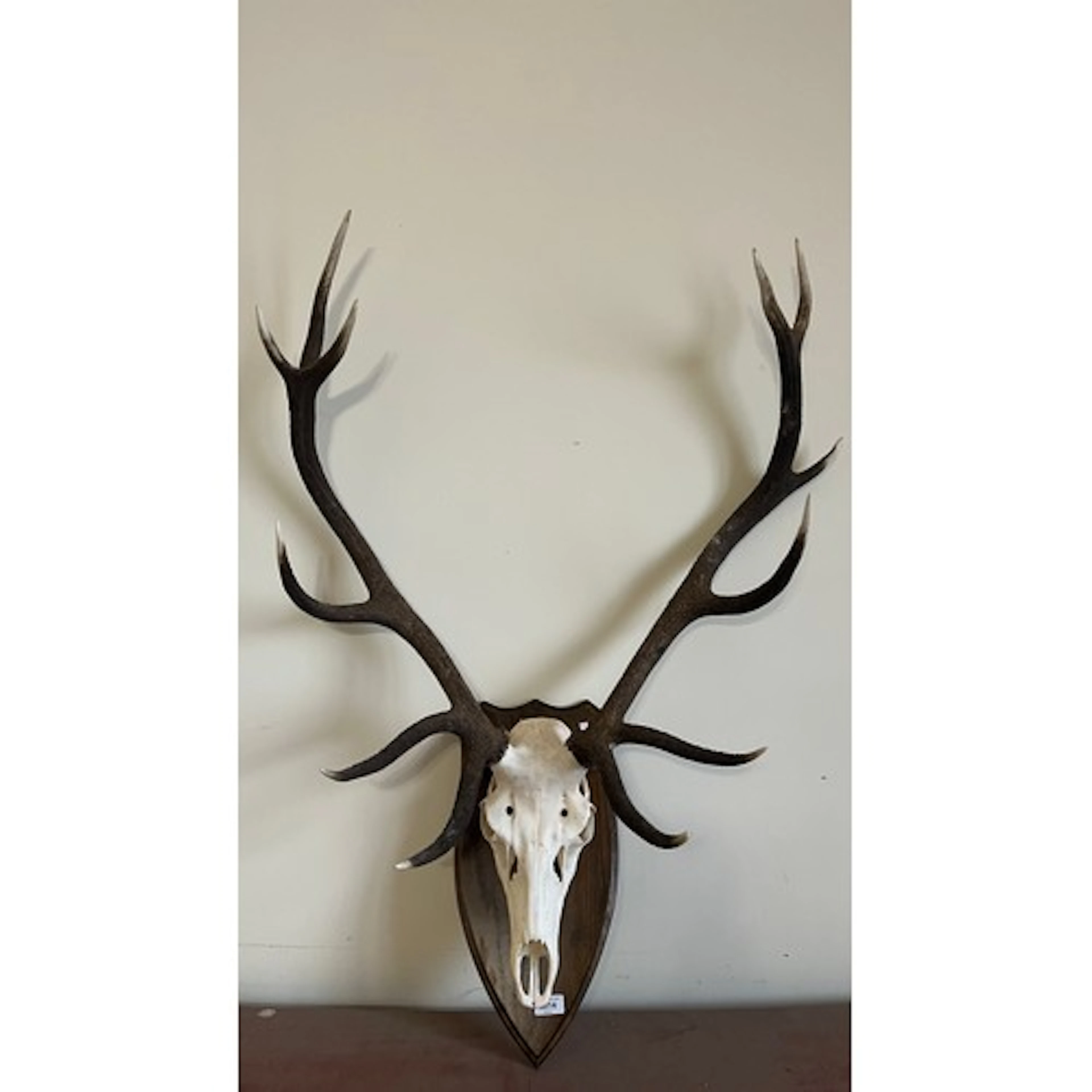 Taxidermy skull and antlers of a twelve-point Royal Stag Sco...