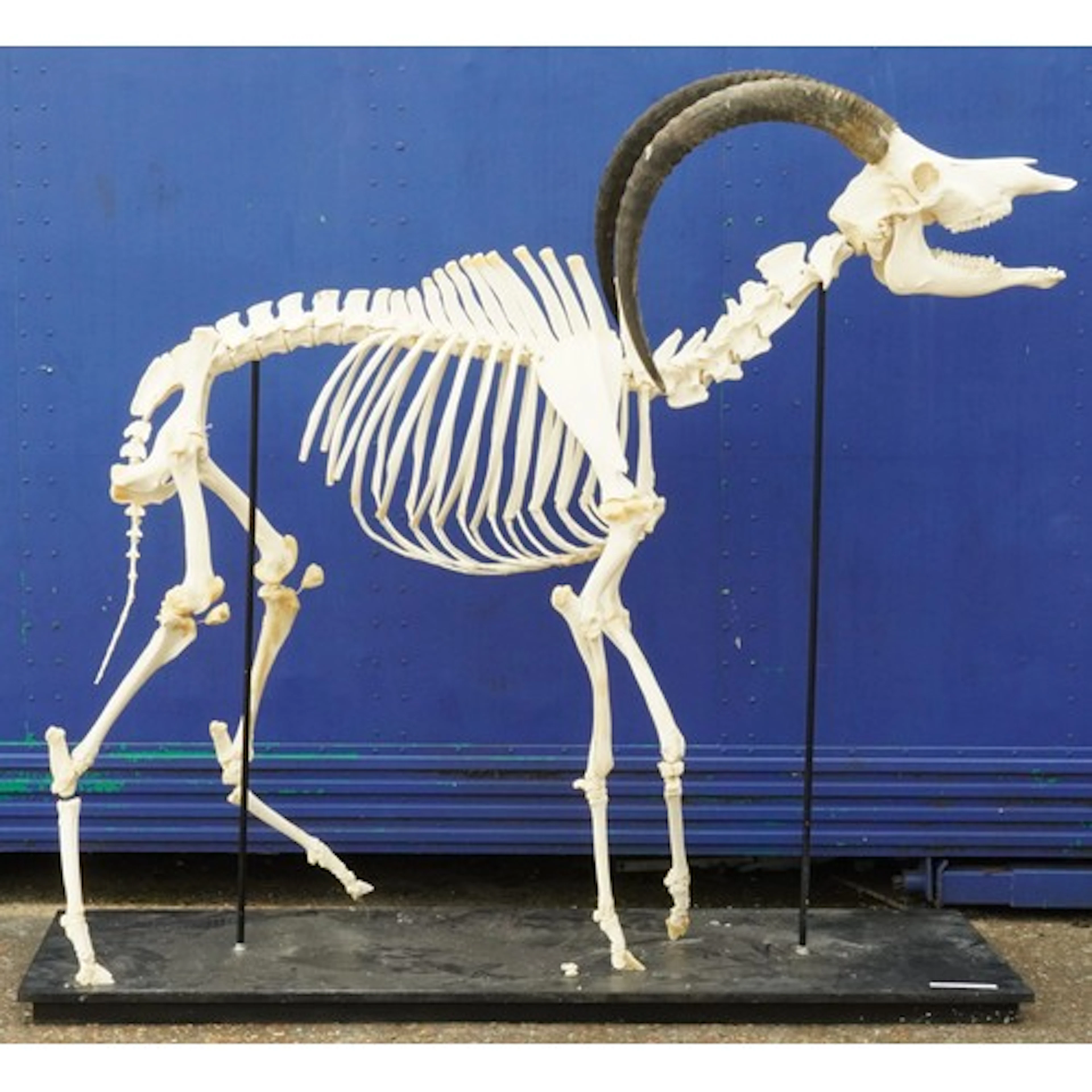 Taxidermy interest, skeleton of a male Sable Antelope, appro...