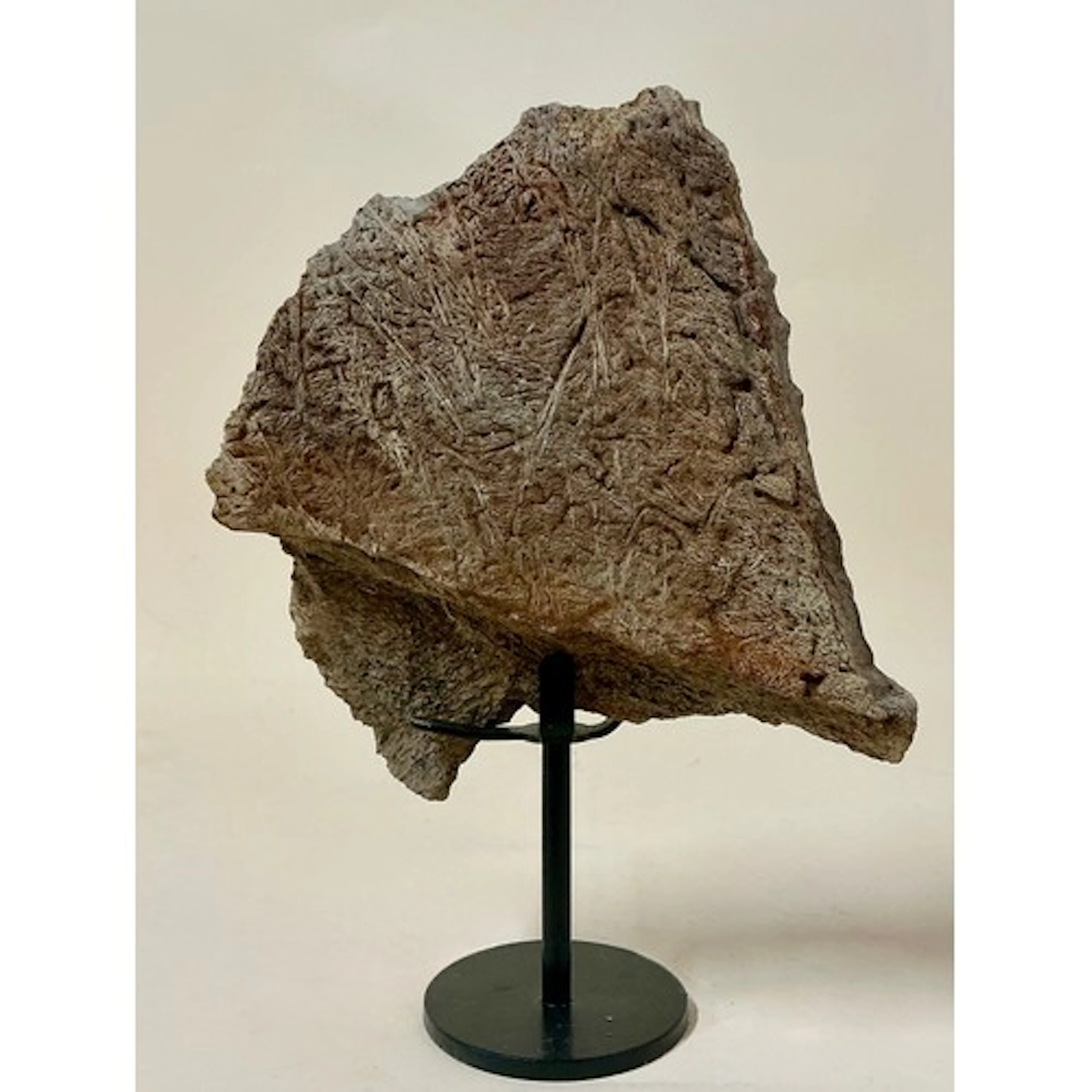 An Upper Cretaceous period Triceratops frill fragment (Trice...