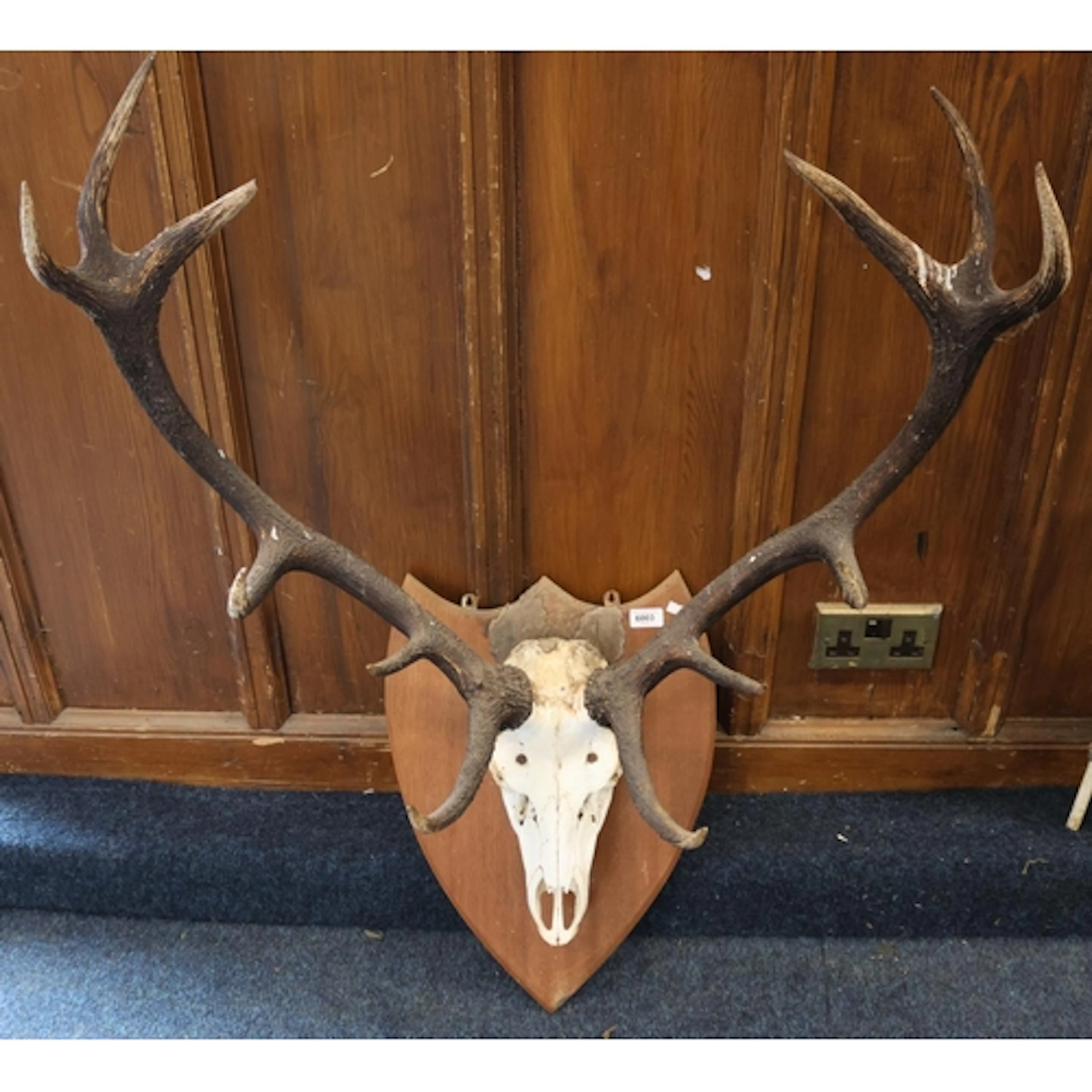 Taxidermy skull and antlers of a twelve-point Royal Stag Sco...