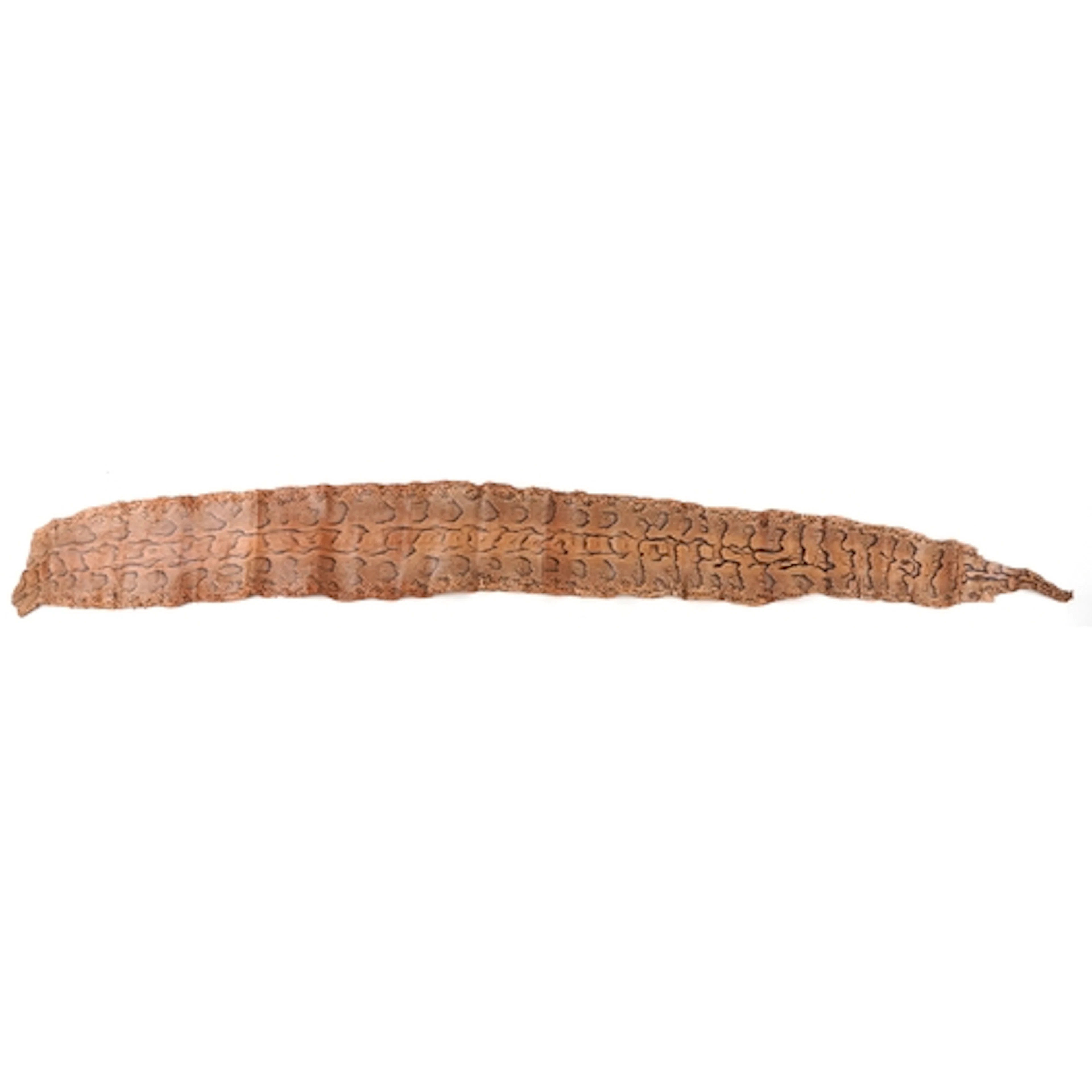 Taxidermy snakeskin leather hide, 234cm in length.