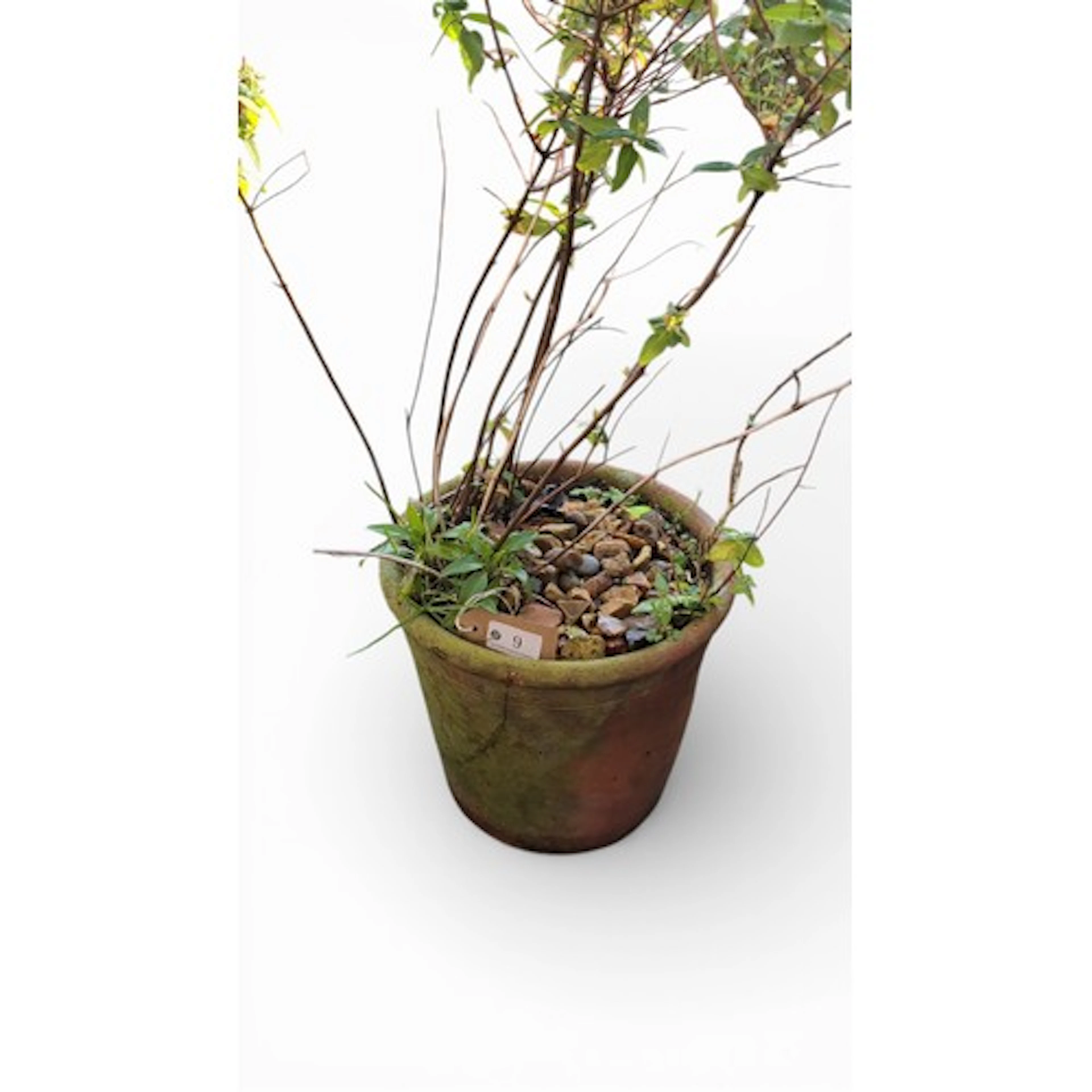 One terracotta planter containing a mixed shrub with leafing...