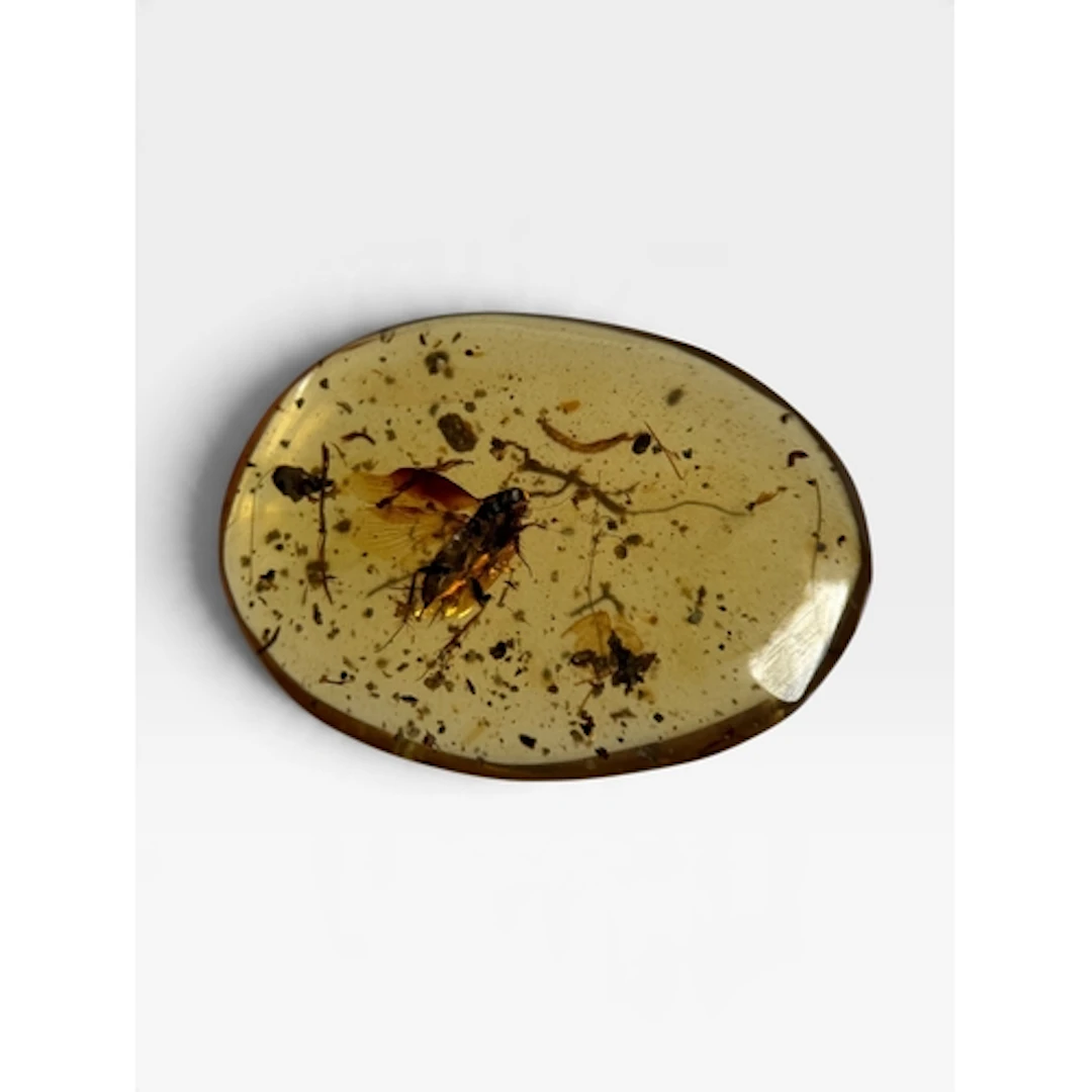 A WINGED INSECT FOSSIL IN AMBER A highly detailed flying ins...