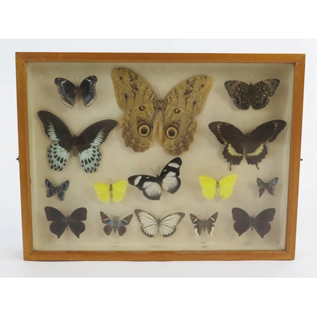 Two framed collections of South American butterflies.