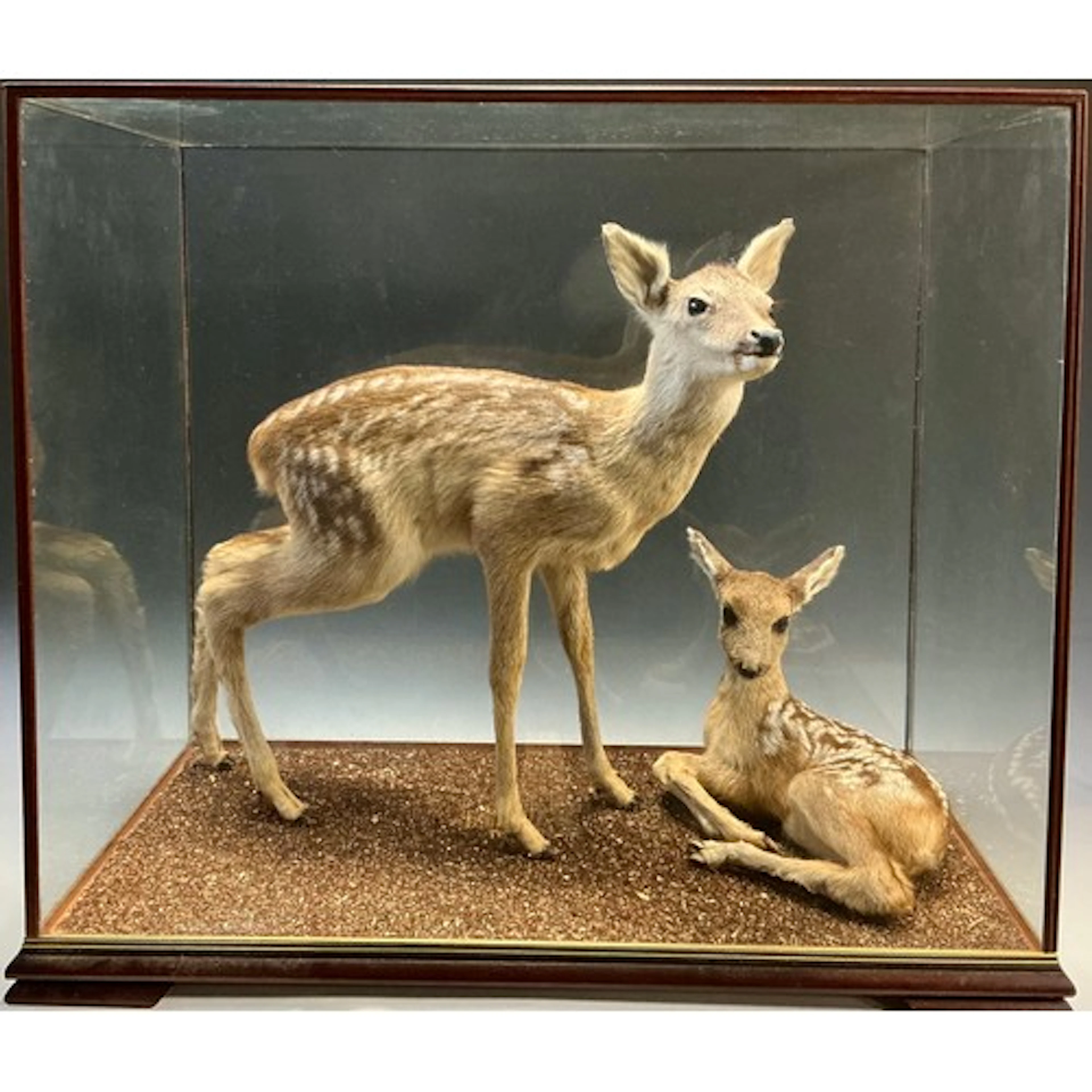 Taxidermy - a cased display of two roe deer fawns, one stand...