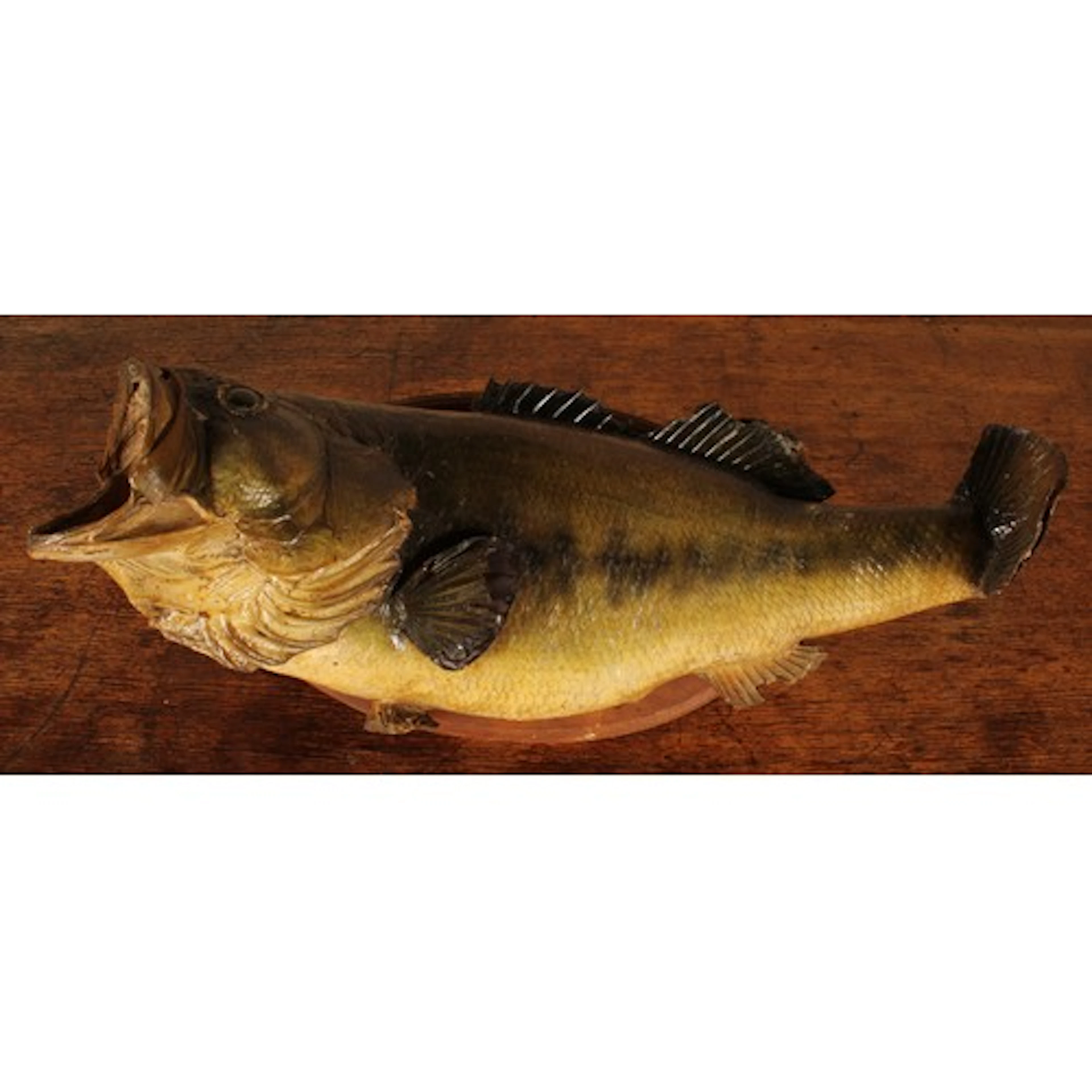 Taxidermy - a largemouth bass (Micropterus nigricans), oval ...