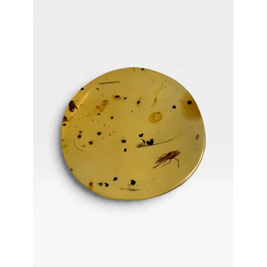AN UNKNOWN INSECT FOSSIL IN AMBER A highly detailed unknown ...